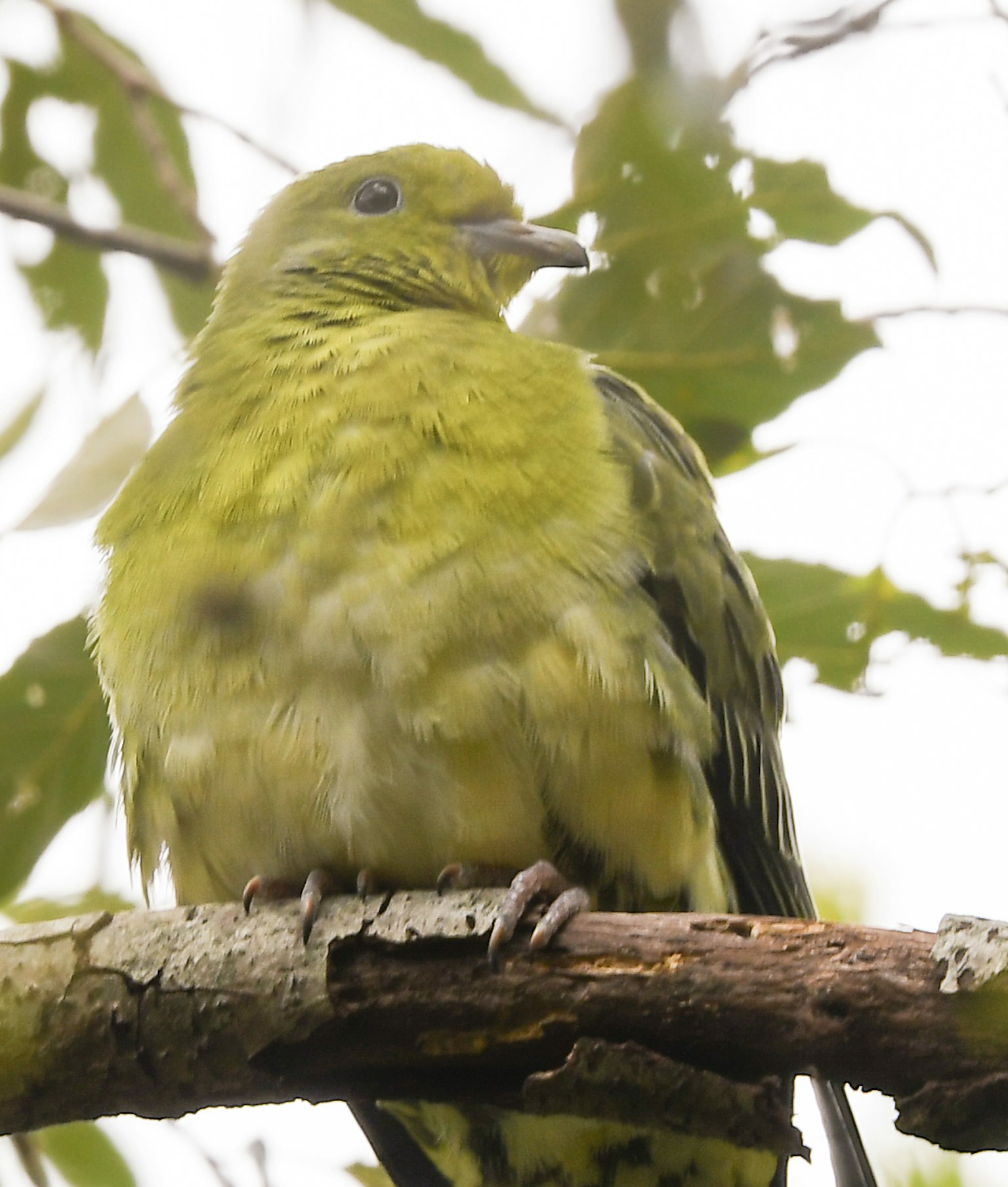 Un pájaro con plumas verdes posado en una rama