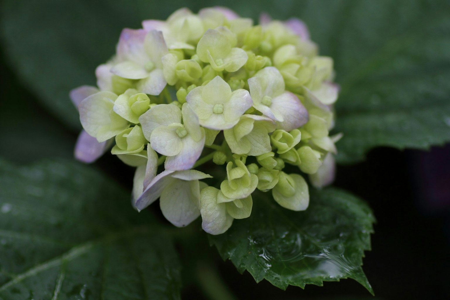 Bocciolo di ortensia con petali verde chiaro e viola circondato da foglie verdi