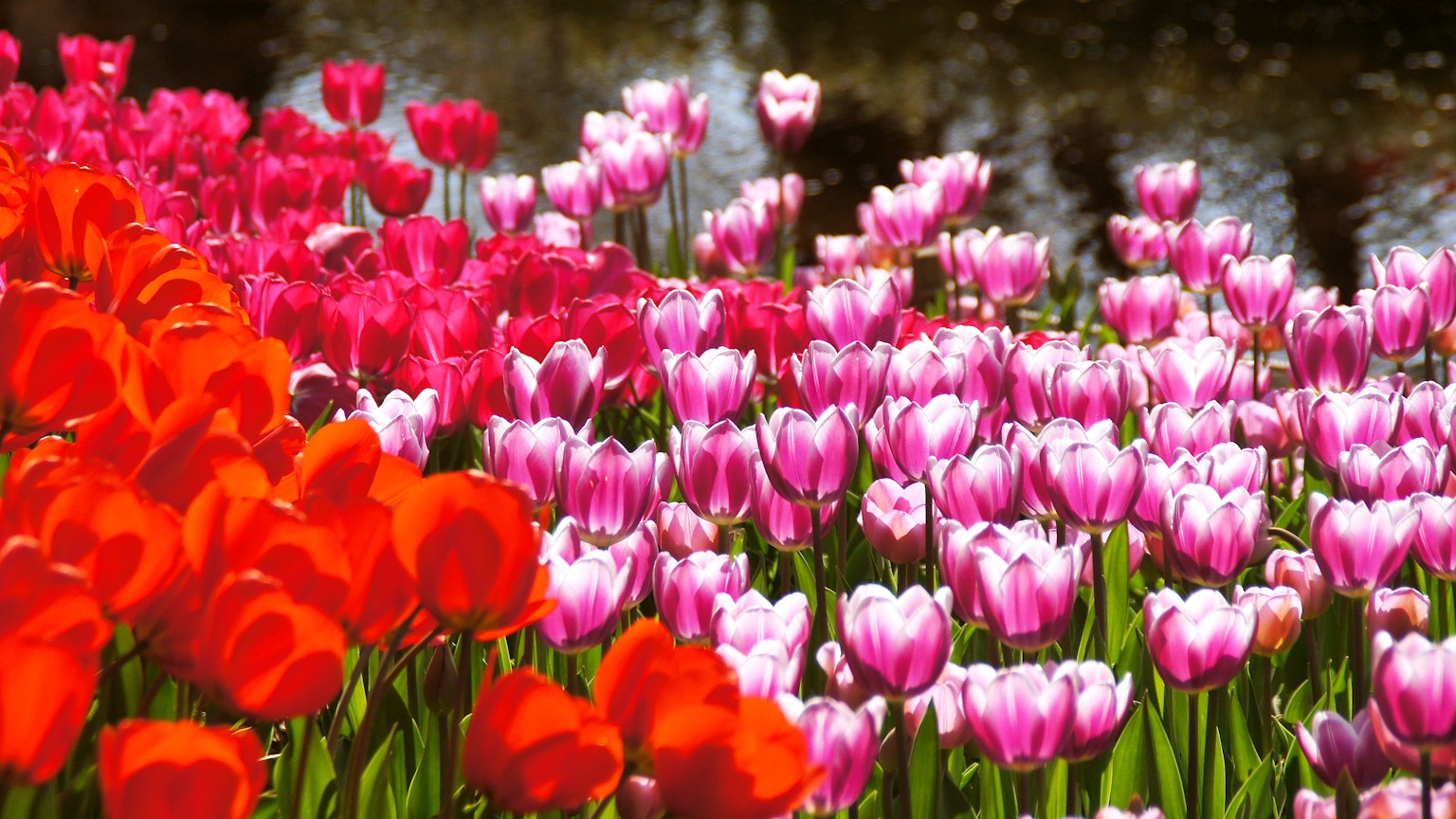 Gros plan sur un jardin de fleurs vibrant avec des tulipes en fleurs de différentes couleurs