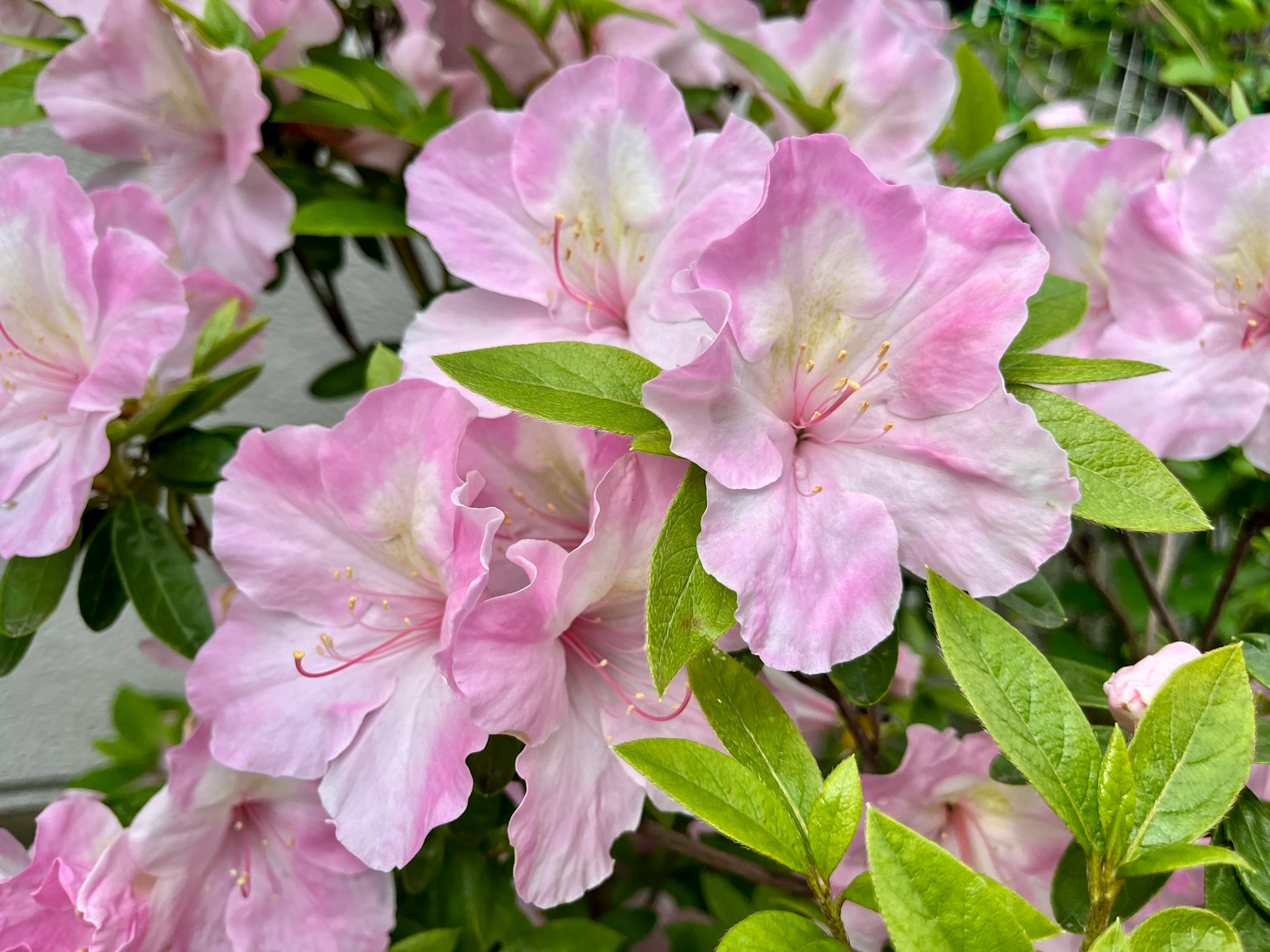 粉色杜鹃花与绿色叶子的特写