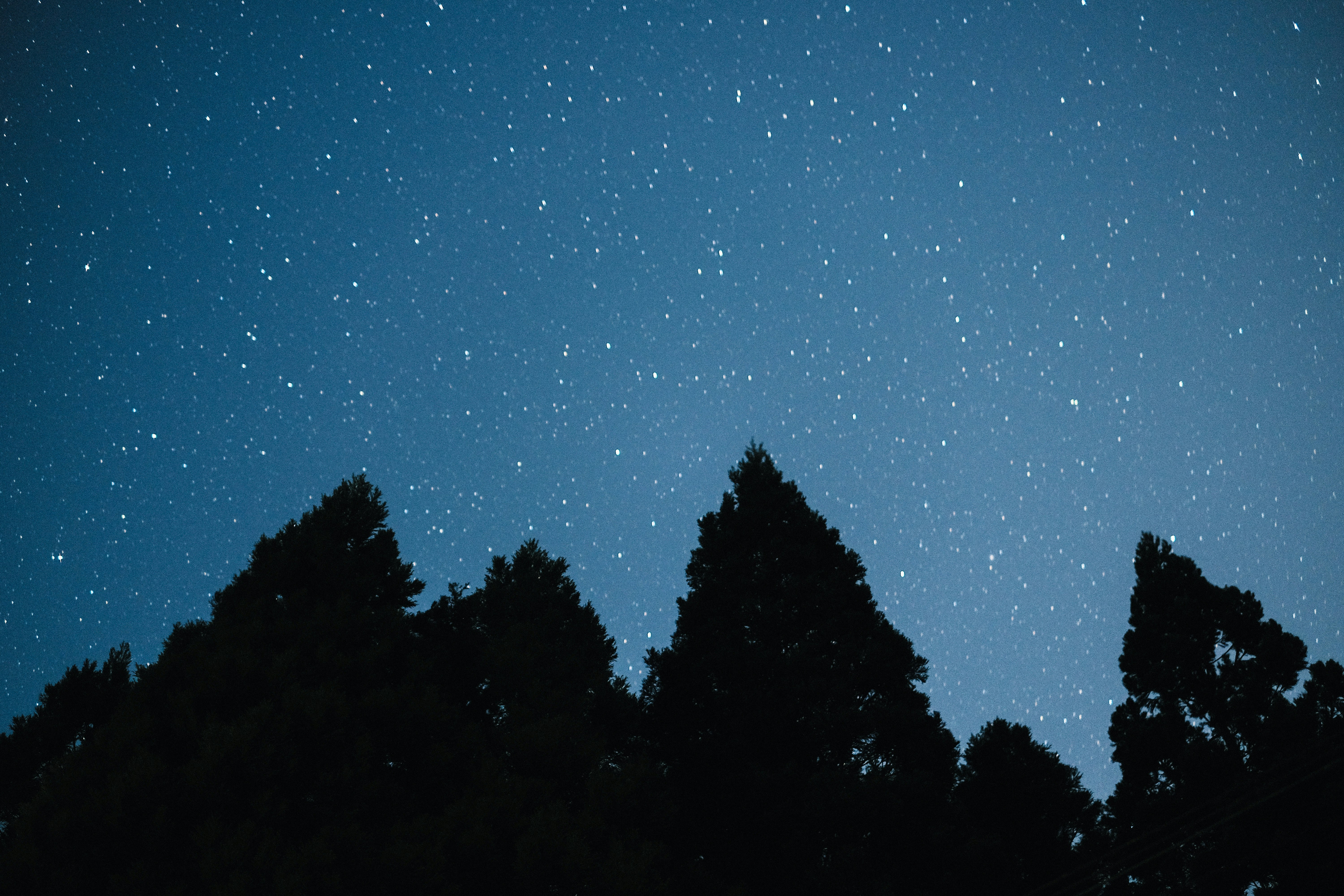 cielo notturno stellato con alberi in silhouette