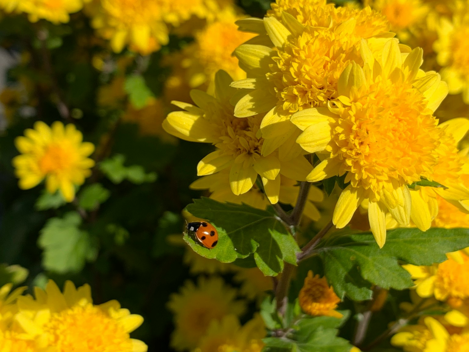 Primo piano di crisantemi gialli con una coccinella