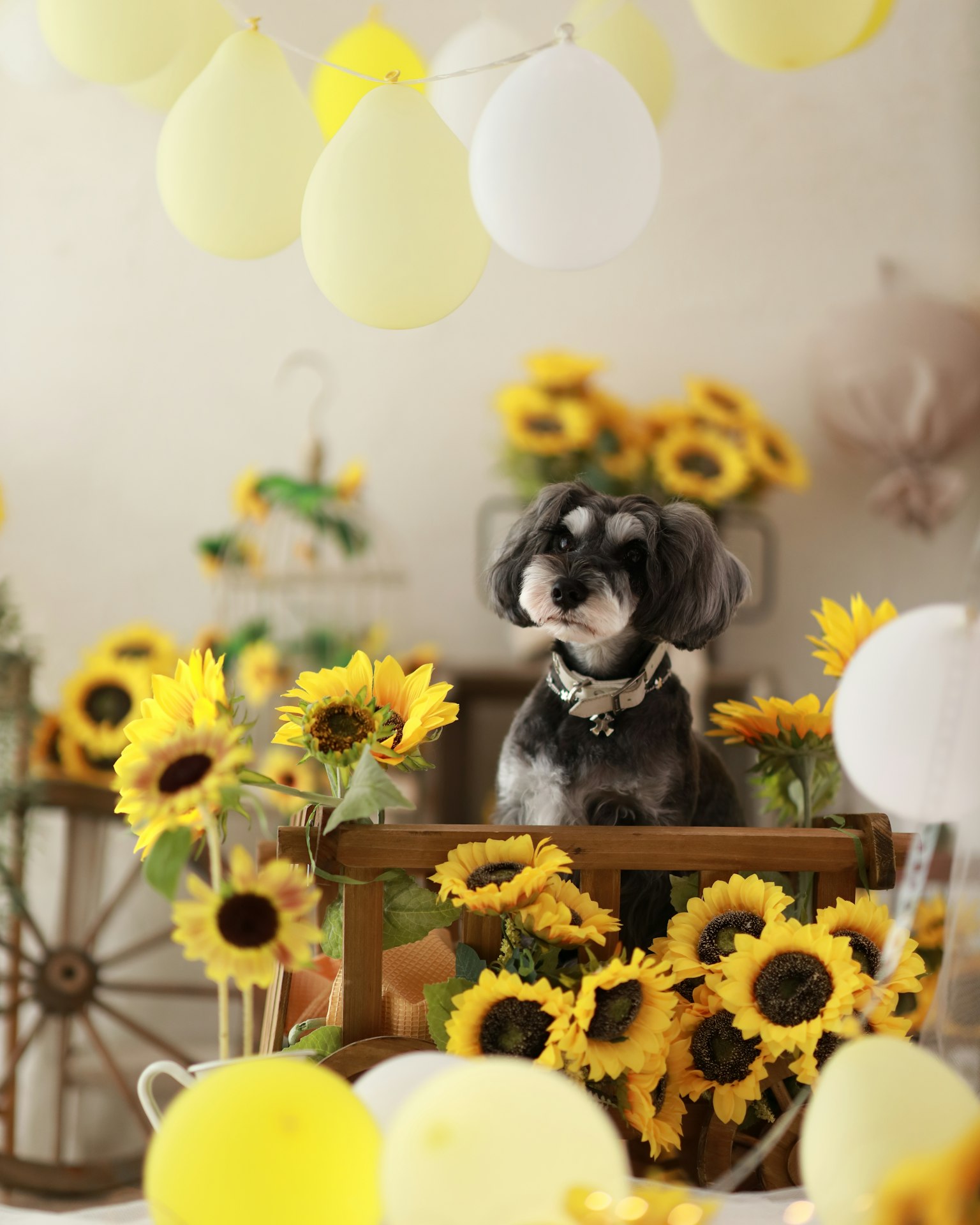 Ein Hund umgeben von Sonnenblumen und gelben Ballons