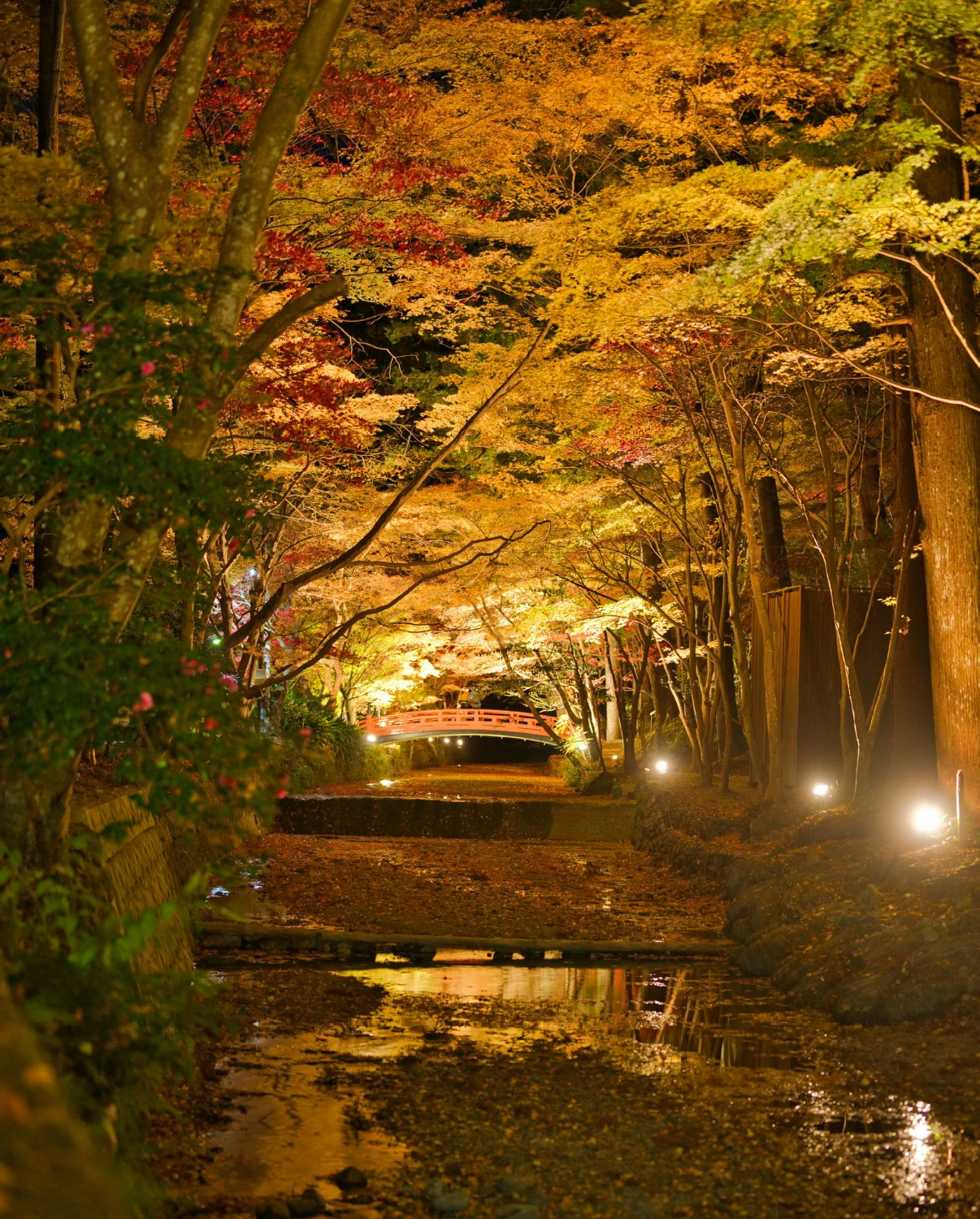 紅葉の並木道を走る車のライトと川面の反射が広がる秋の風景
