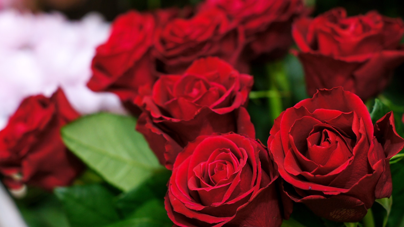 Bouquet de roses rouges avec des feuilles vertes