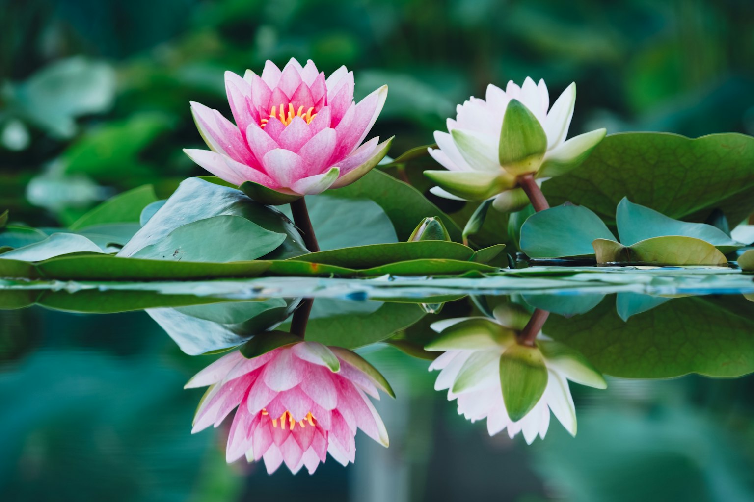 水面に浮かぶピンクと白の睡蓮の花と葉の反射