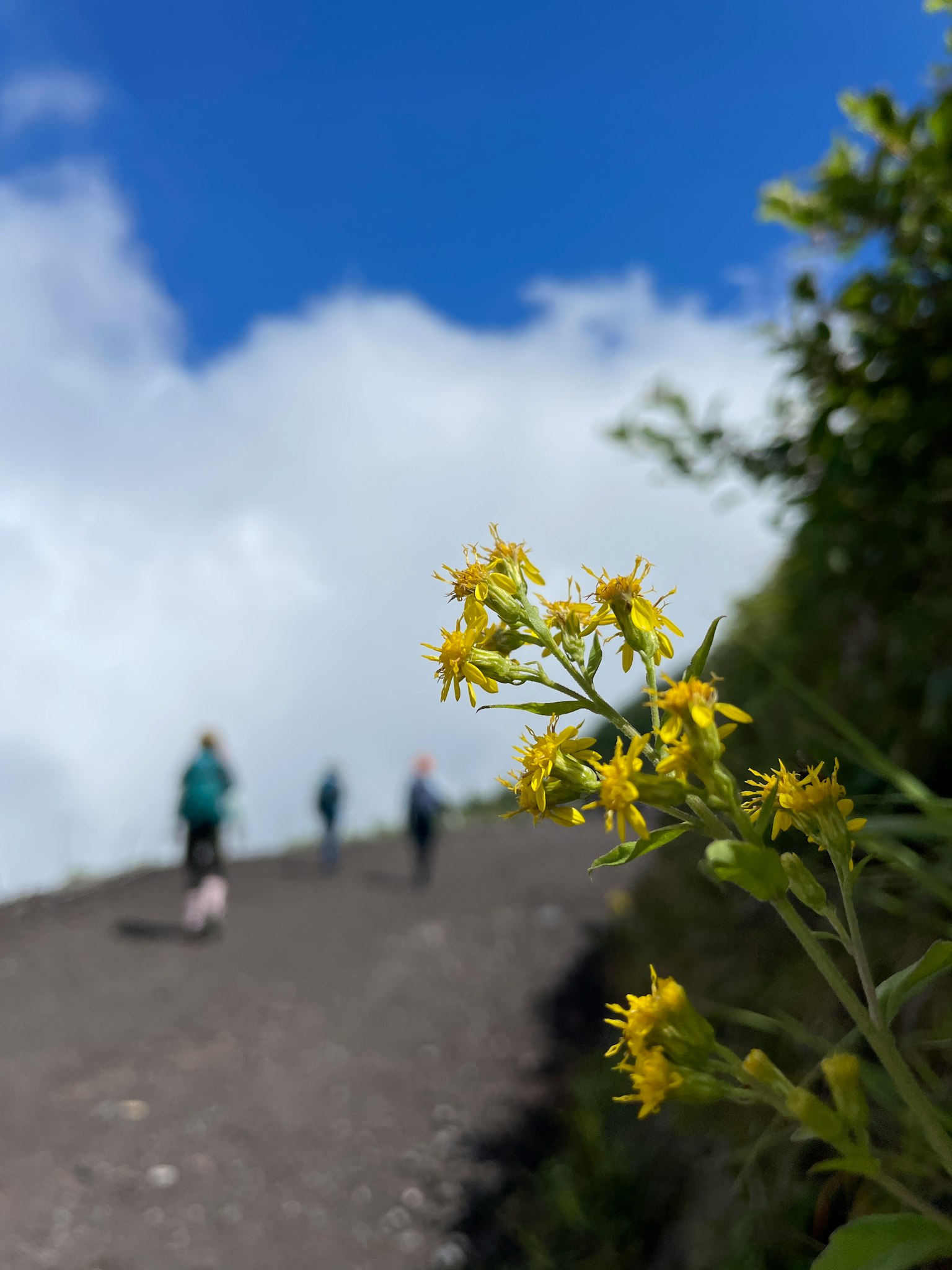Fiori gialli su un sentiero di escursione con escursionisti sullo sfondo