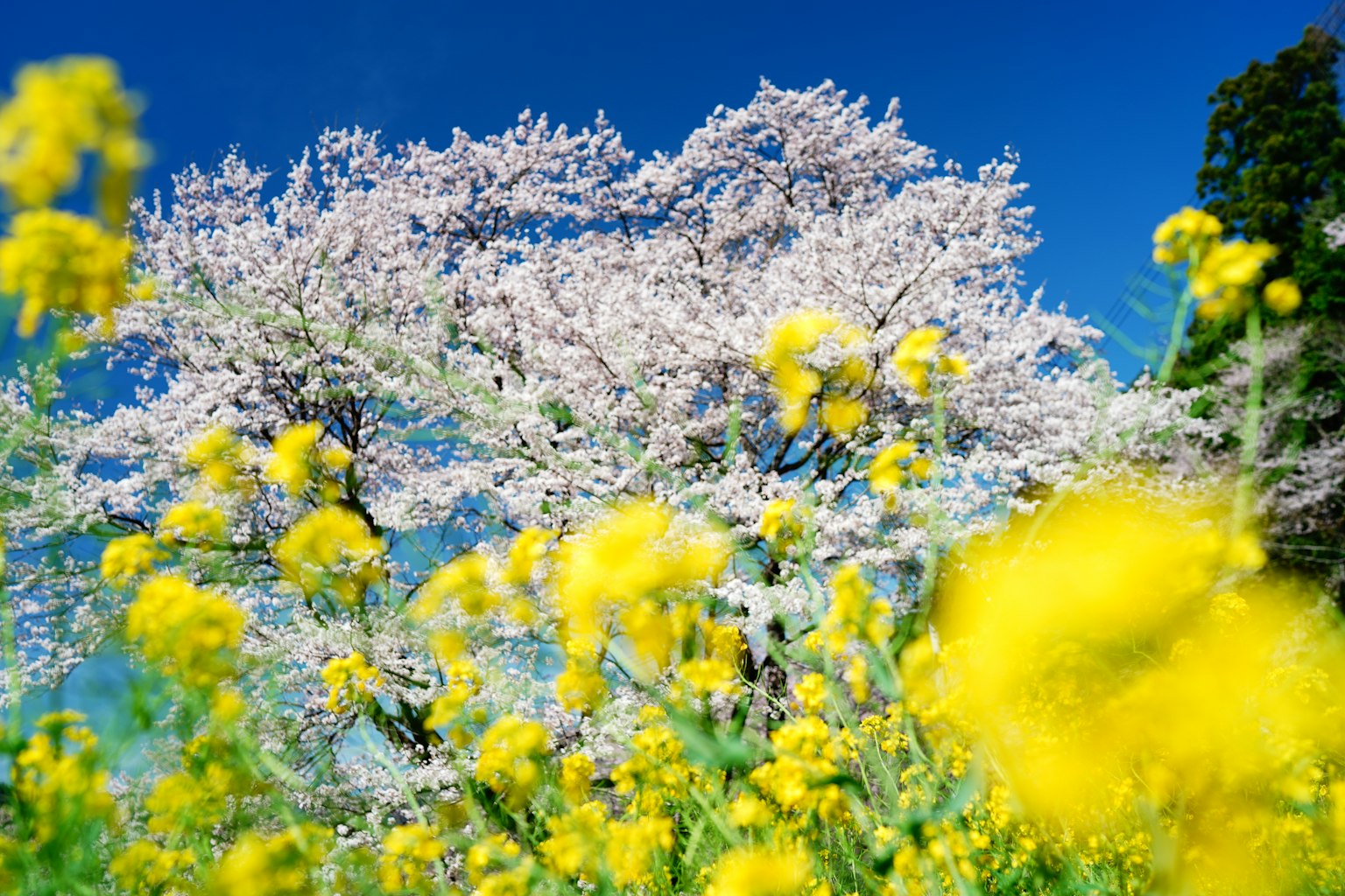 Pohon sakura dengan bunga rapeseed kuning yang mekar