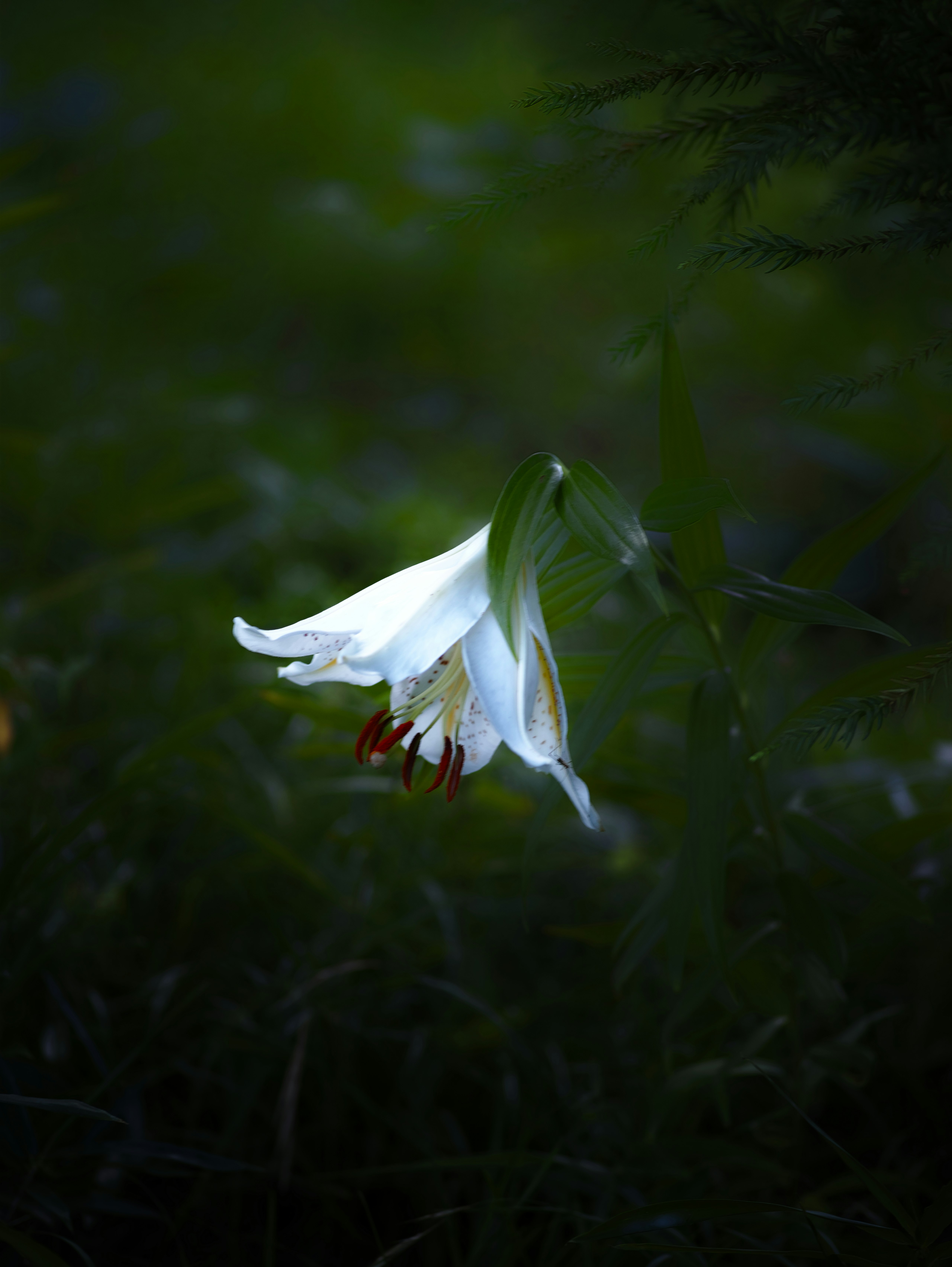 暗い森の中で咲く白い花