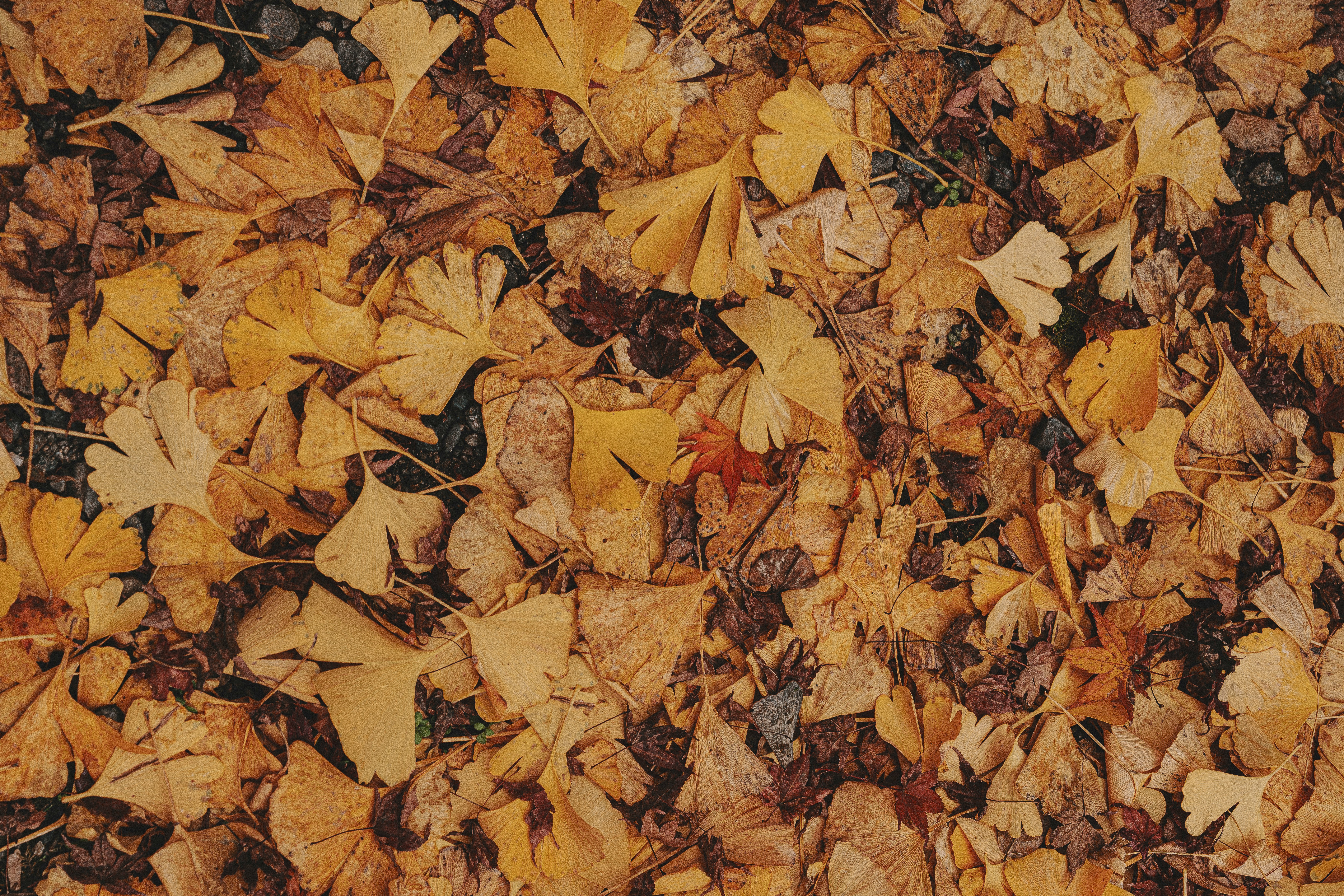 texture of a ground covered with fallen leaves
