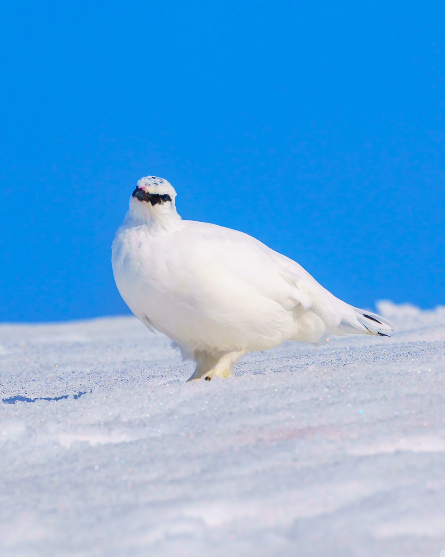 Ein weißer Vogel steht im Schnee vor einem blauen Himmel