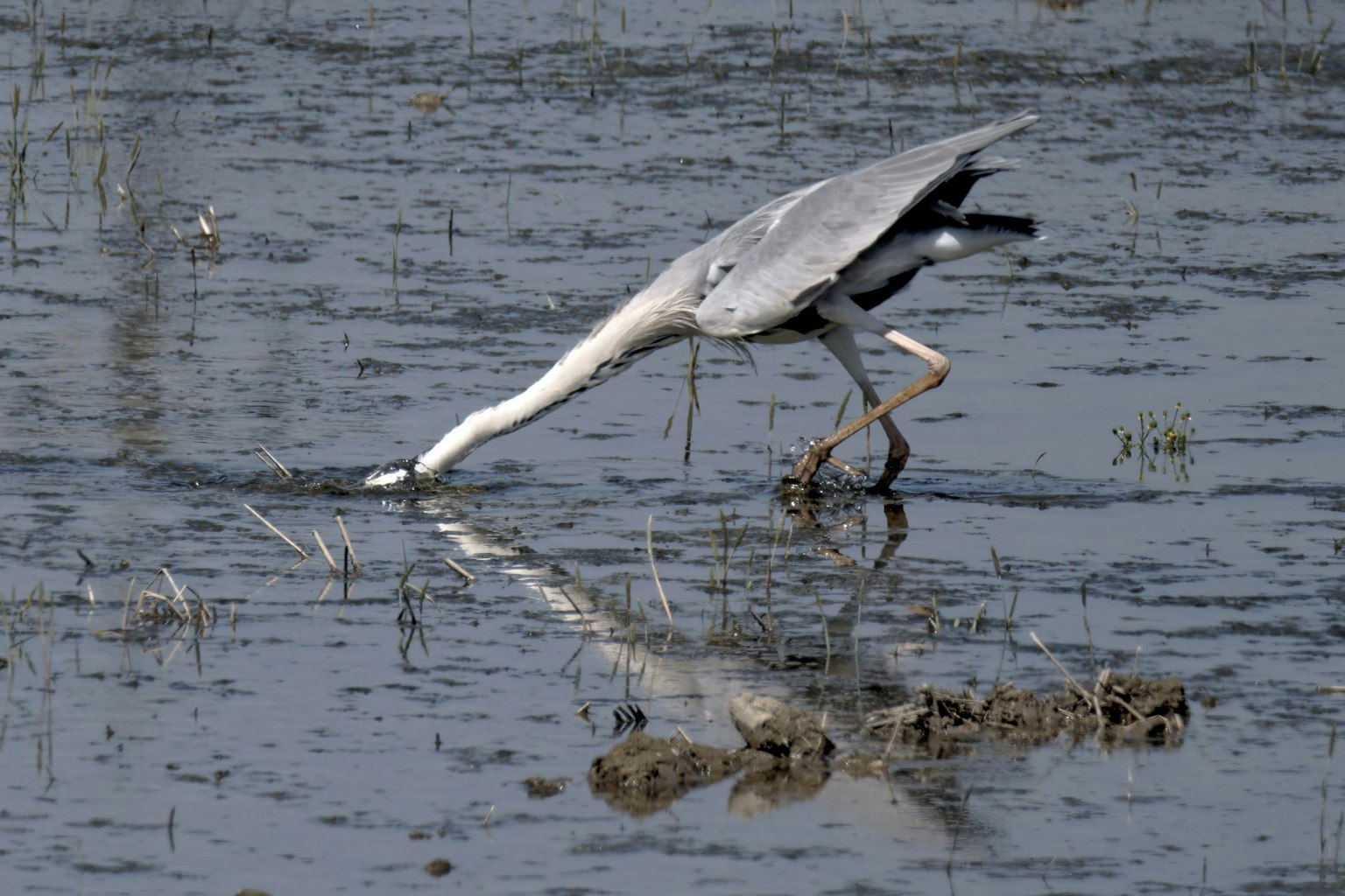 A heron searching for food in a wetland