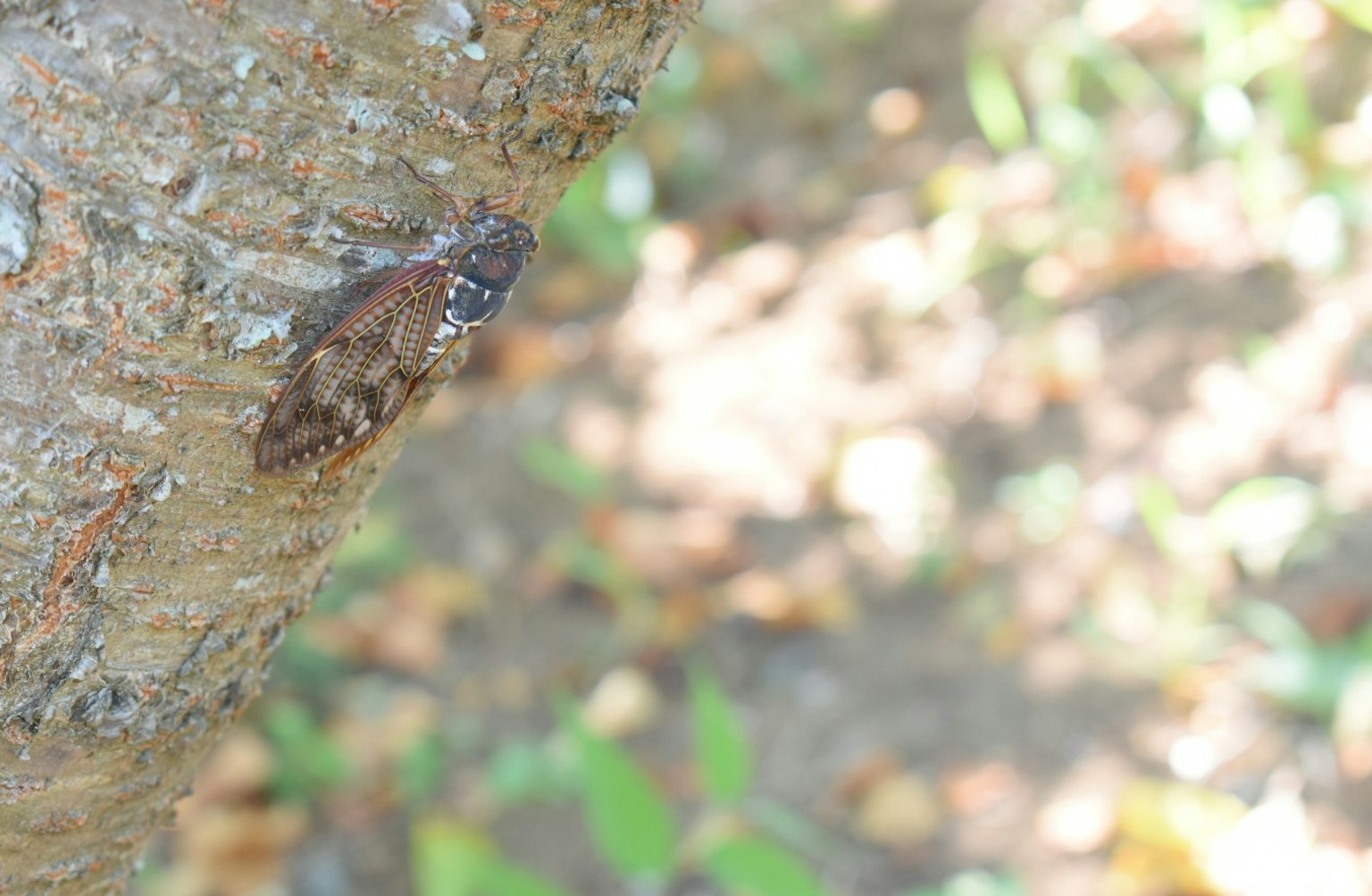 Cicada bertengger di batang pohon