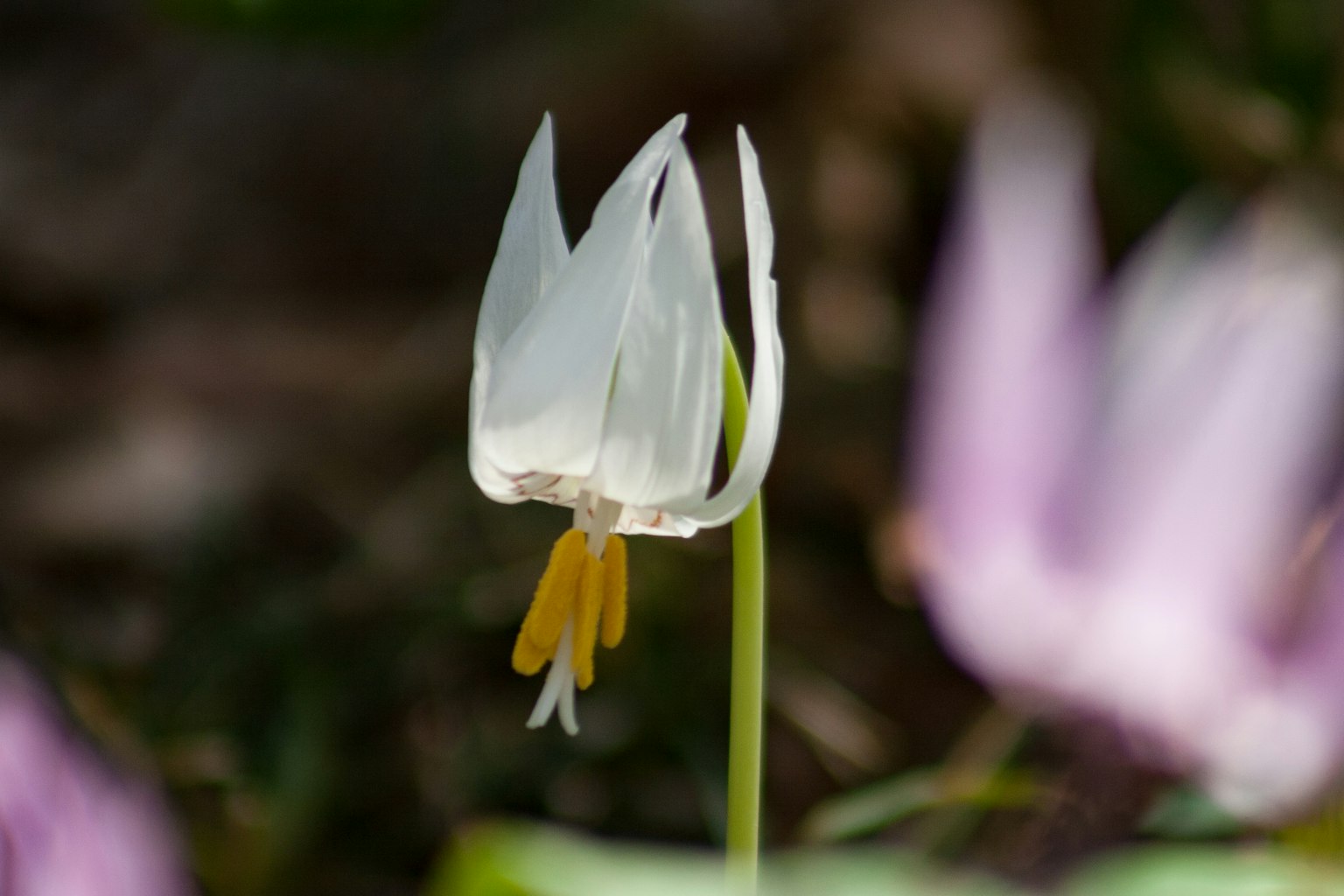 白色花朵和黄色雄蕊的特写,类似百合花