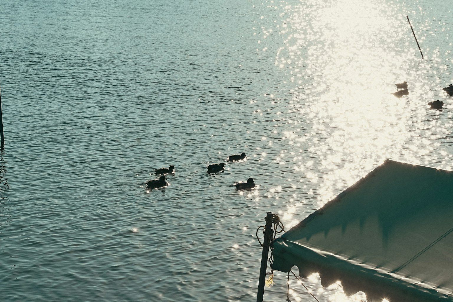 Eine Gruppe Enten schwimmt auf dem Wasser mit Sonnenlicht, das sich auf der Oberfläche spiegelt
