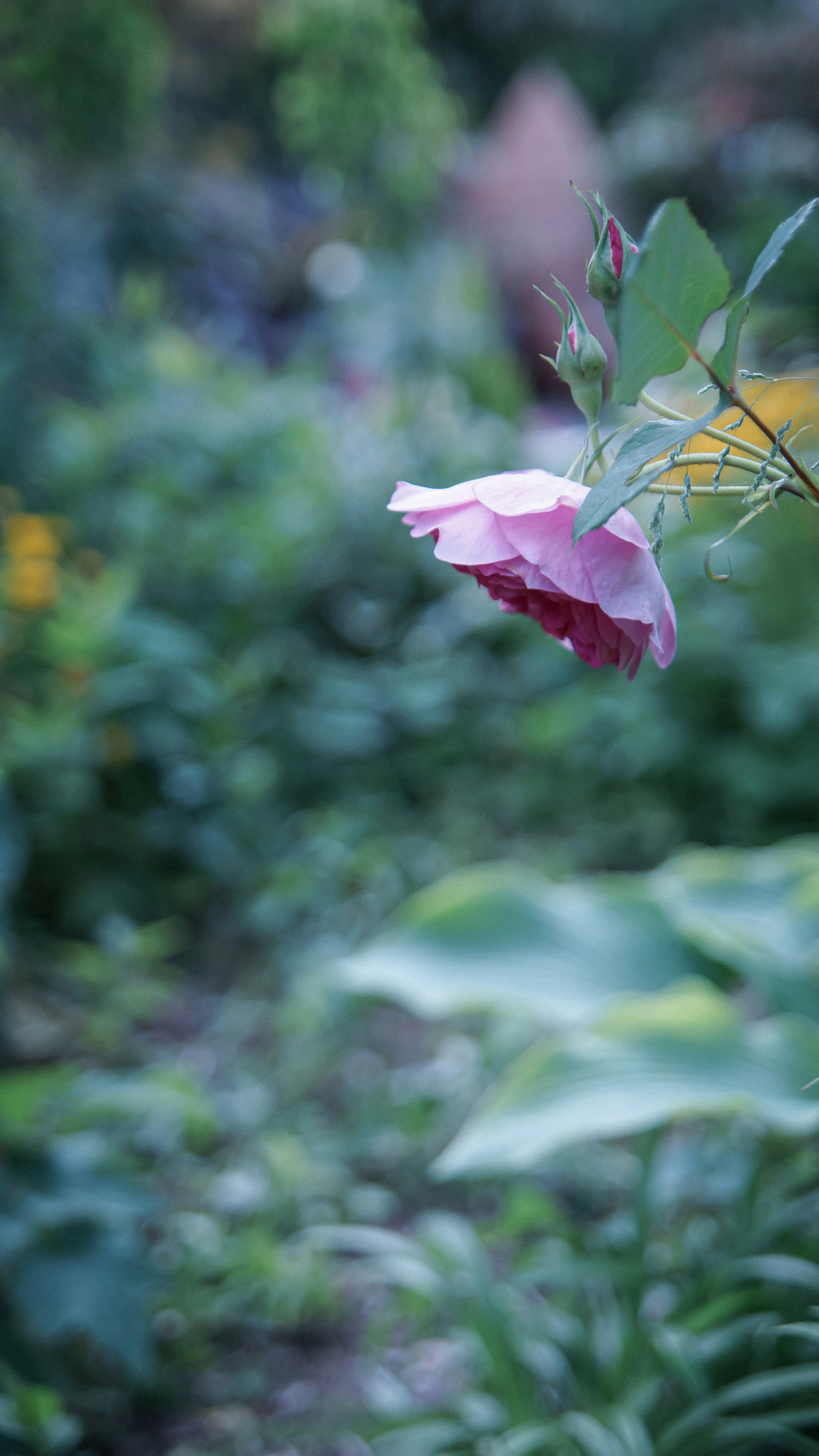物憂げなピンクの薔薇が咲く庭のボケ背景