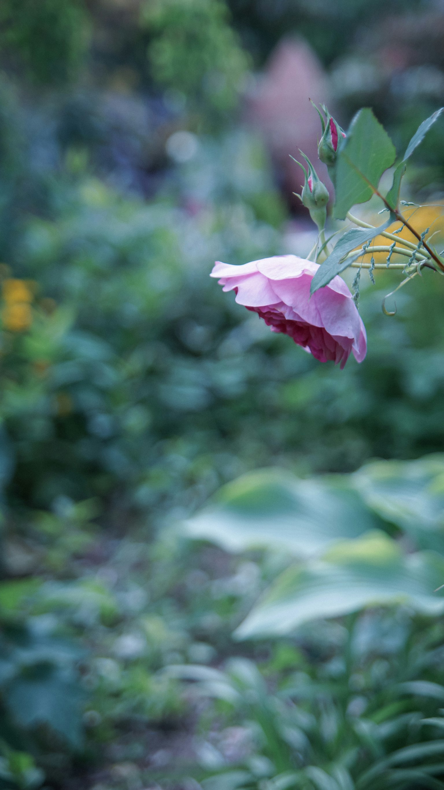 A soft pink rose flower stands out against a lush green background