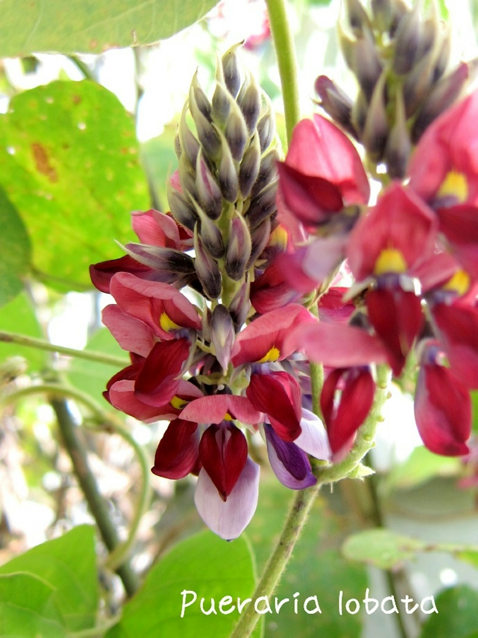 Bunga Pueraria lobata yang menampilkan warna merah dan ungu yang cerah