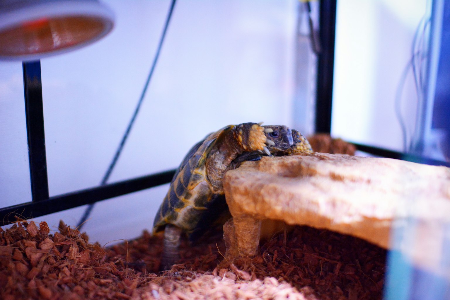 A turtle resting on a rock inside a terrarium