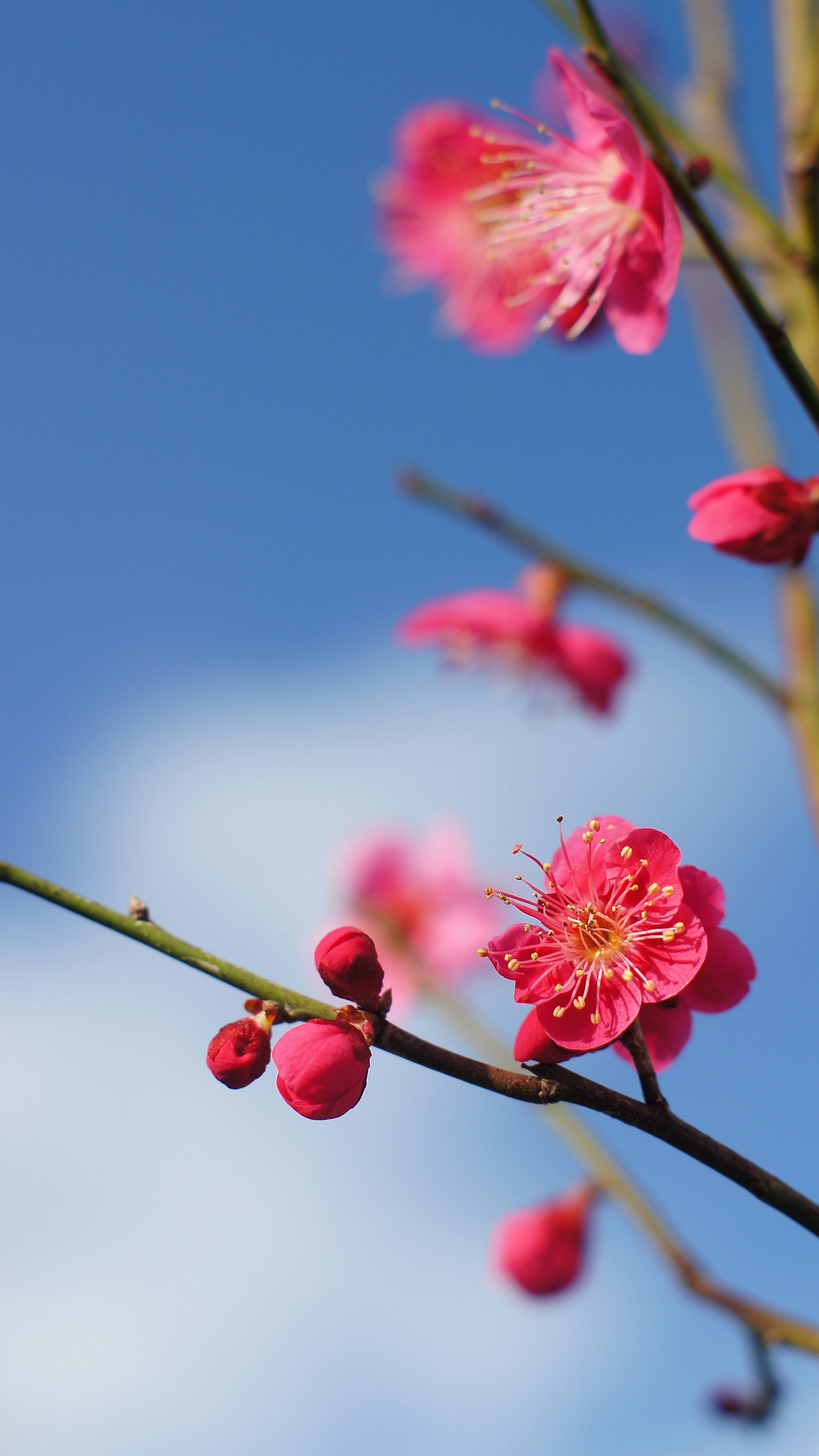 Close-up of pink plum blossoms and buds against a blue sky