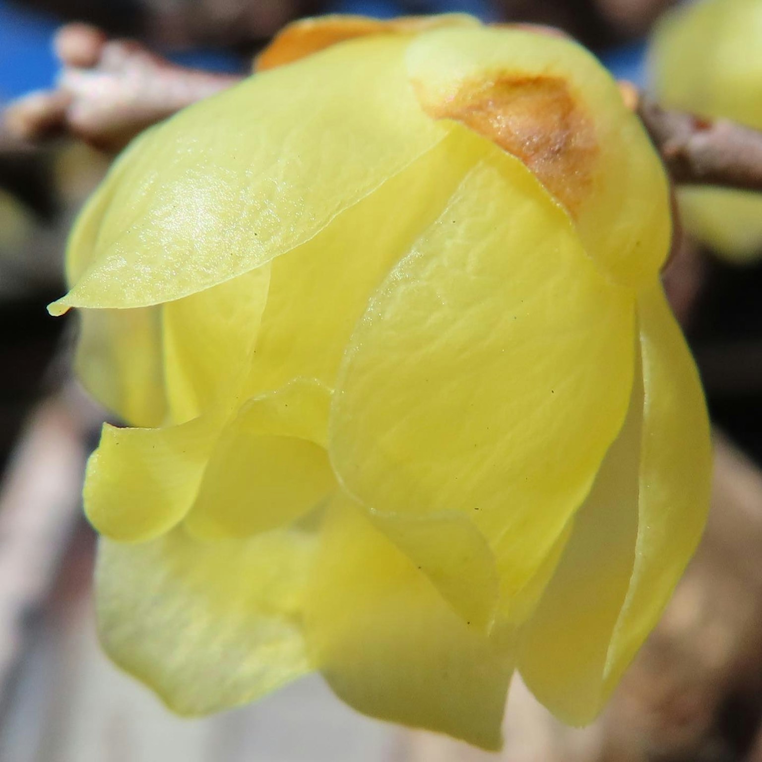 Nahaufnahme einer Blume mit gelben Blütenblättern