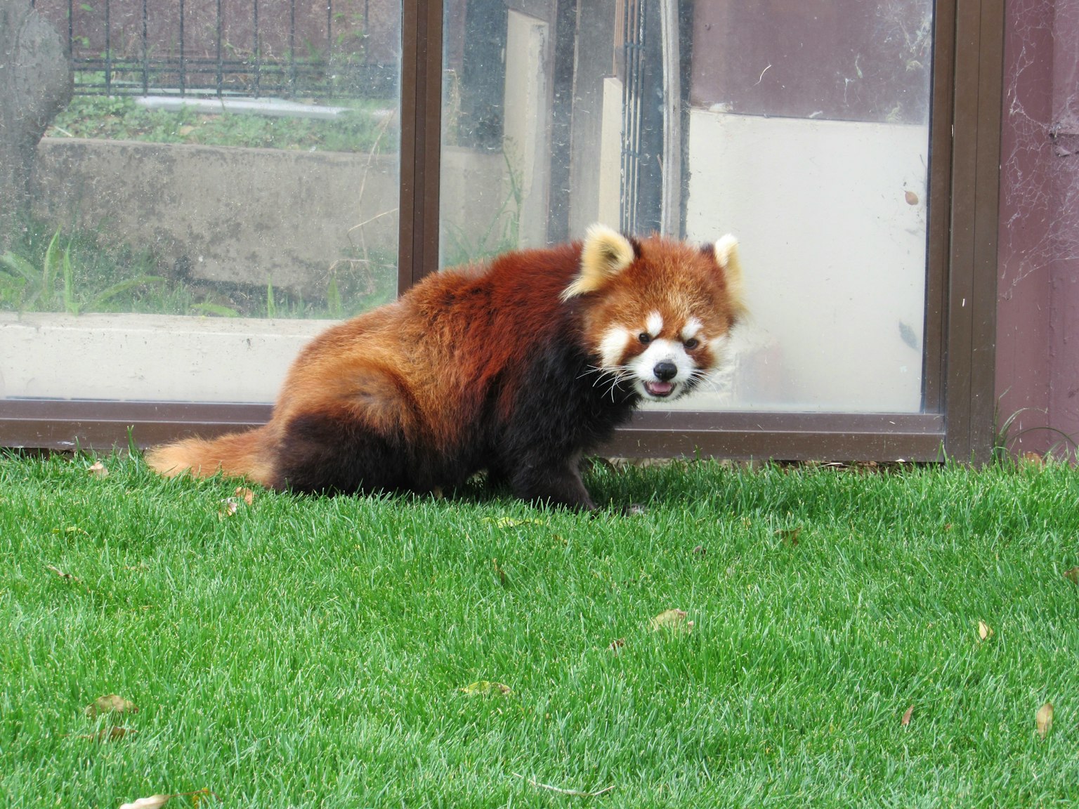 A red panda sitting on green grass near a glass enclosure
