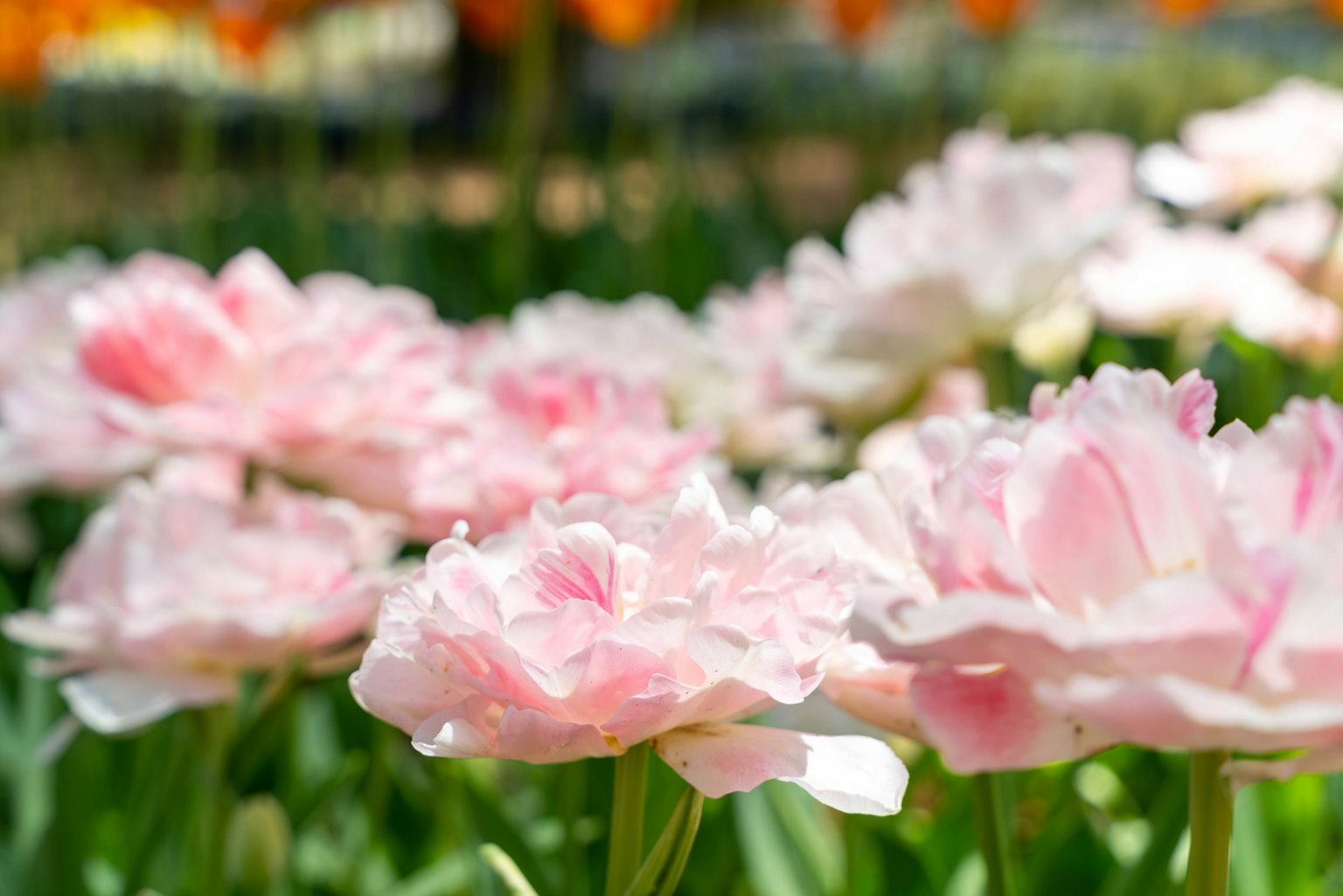 Primo piano di tulipani rosa chiaro in fiore in un giardino
