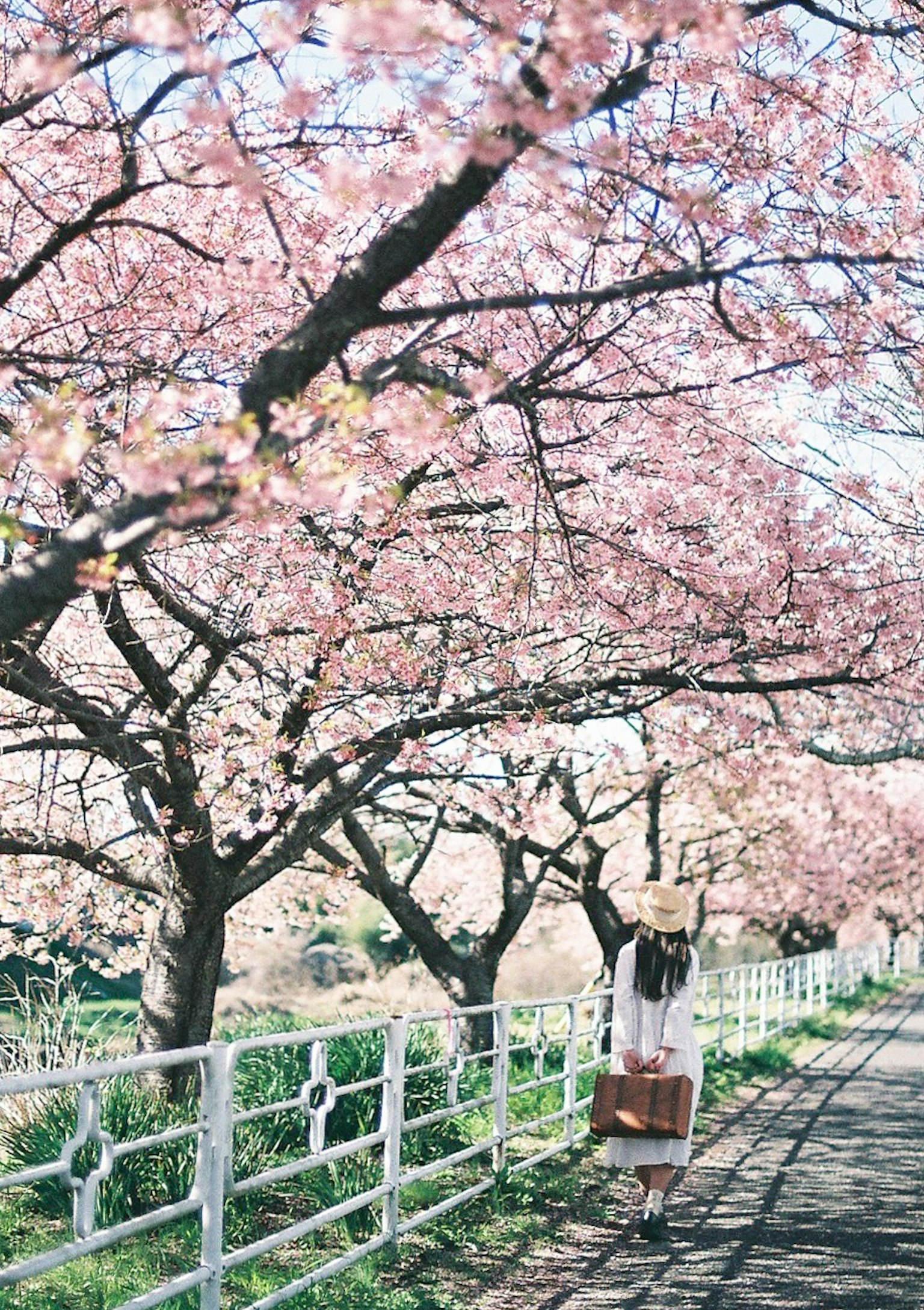 Una donna che cammina sotto alberi di ciliegio in fiore