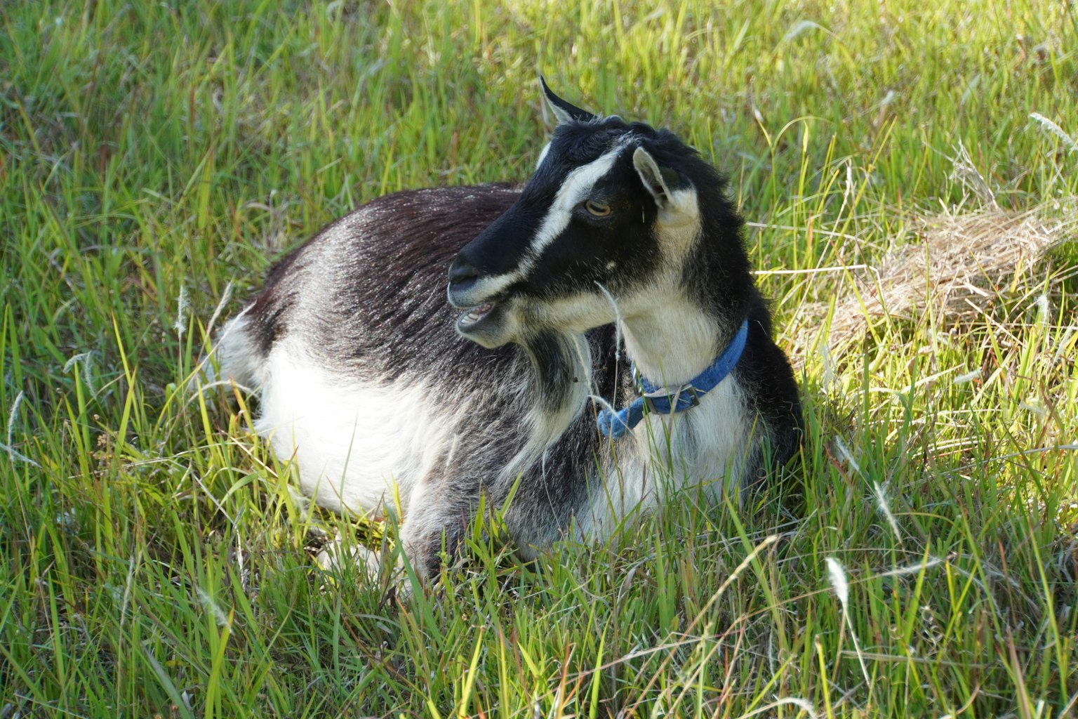 Black and white goat lounging on grass