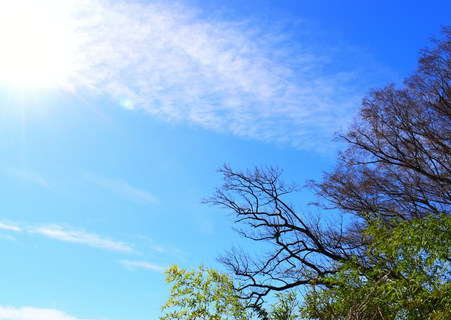Bright blue sky with tree branches