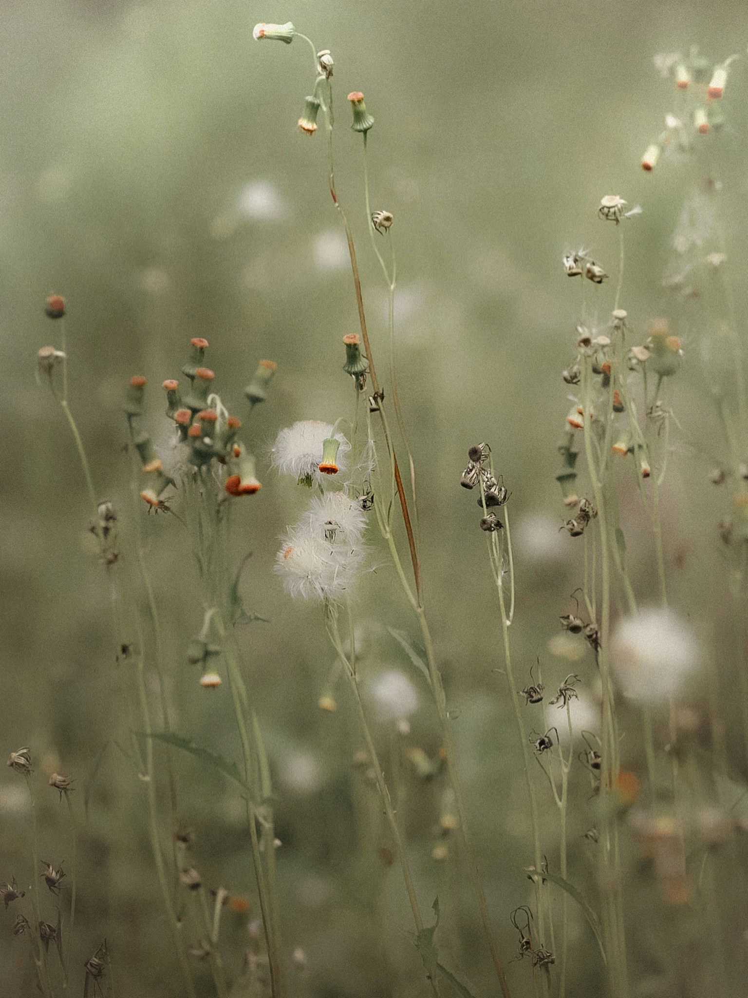 Kumpulan dandelion putih dan bunga kecil di latar belakang hijau lembut