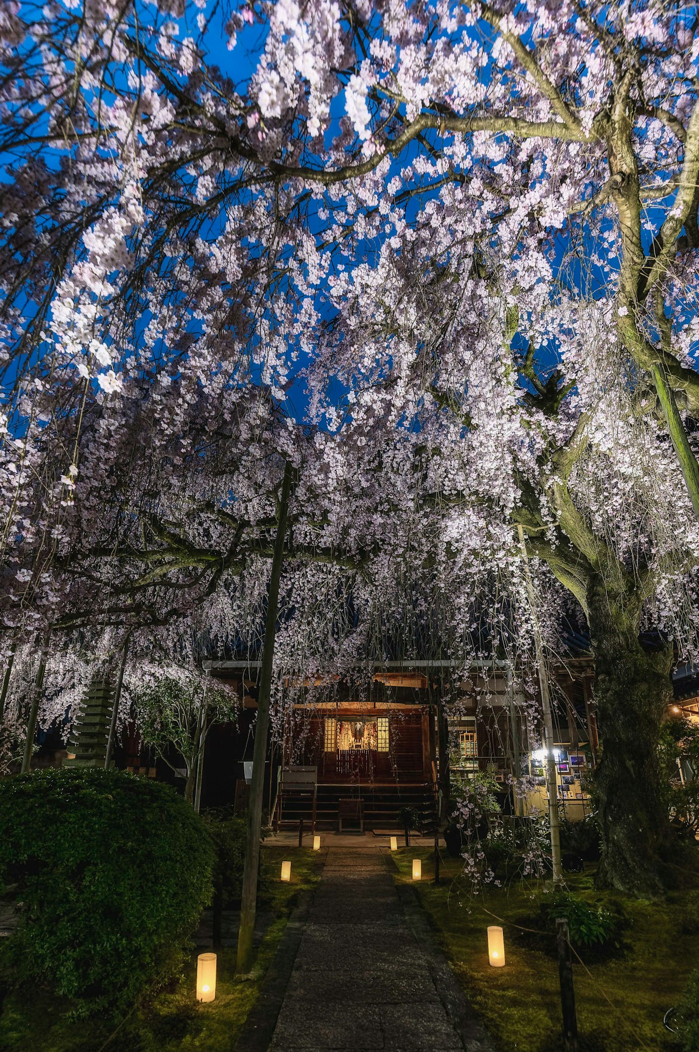 夜の庭園で咲く桜の花と灯りの小道