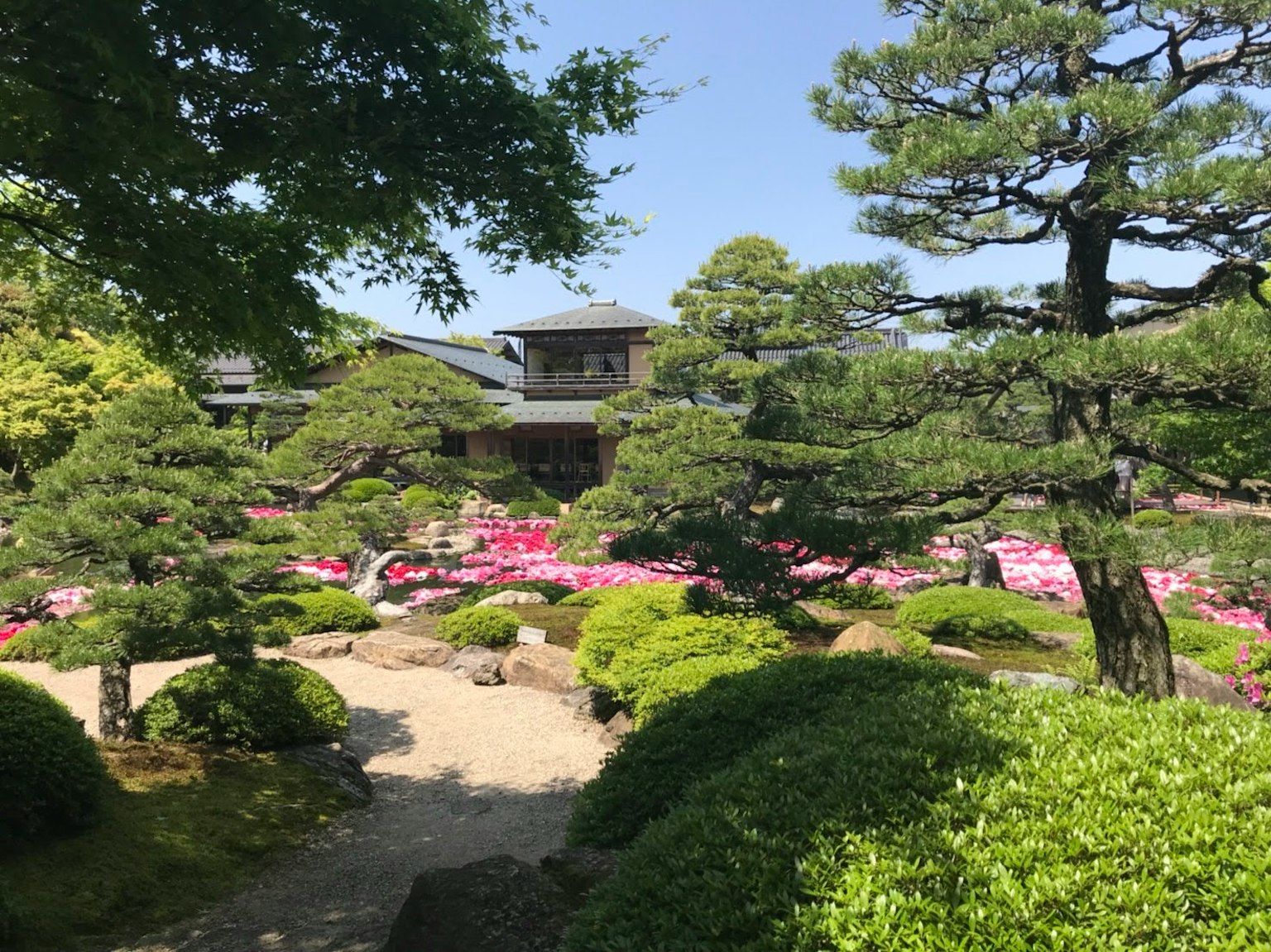 Vue de jardin pittoresque avec des fleurs roses en fleurs et une verdure luxuriante