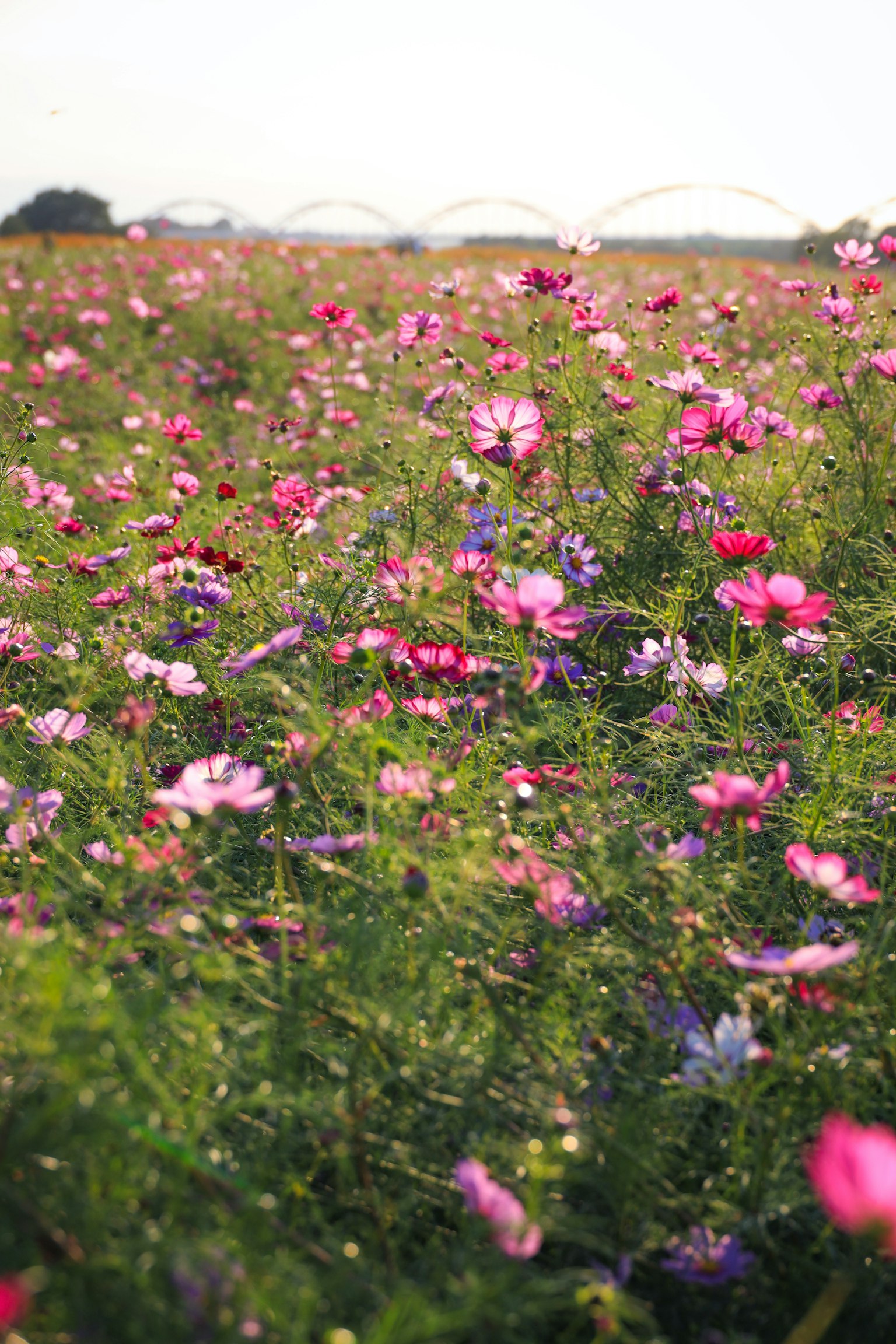 Lebendiges Feld mit blühenden Kosmosblumen in verschiedenen Farben