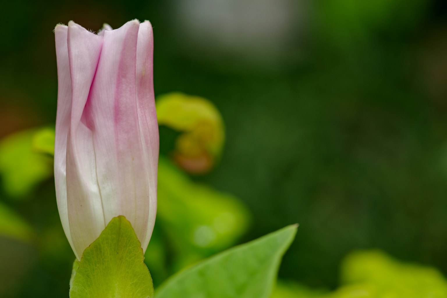 Delicate pink flower bud with green leaves in the background
