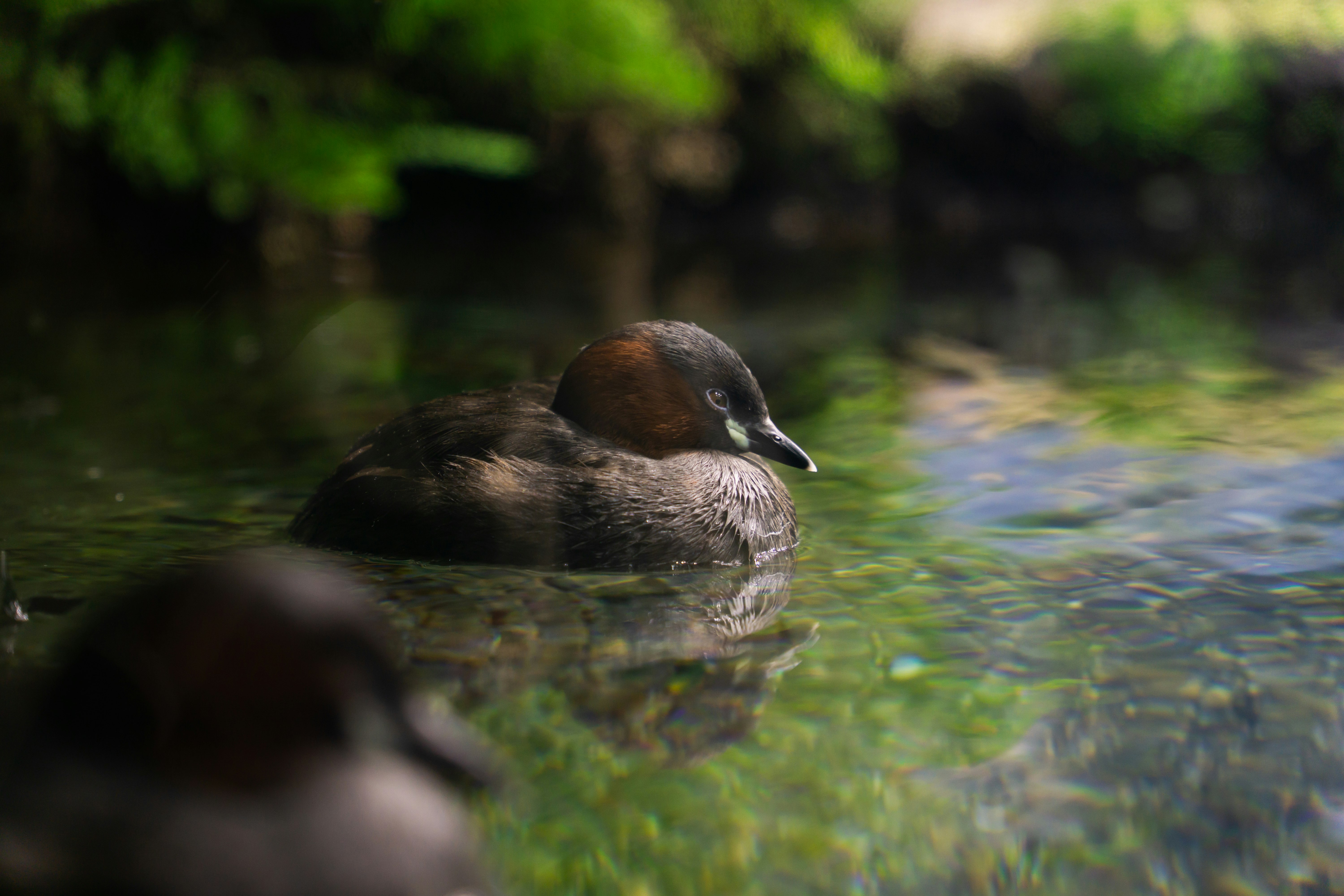 水面に浮かぶカモのような鳥