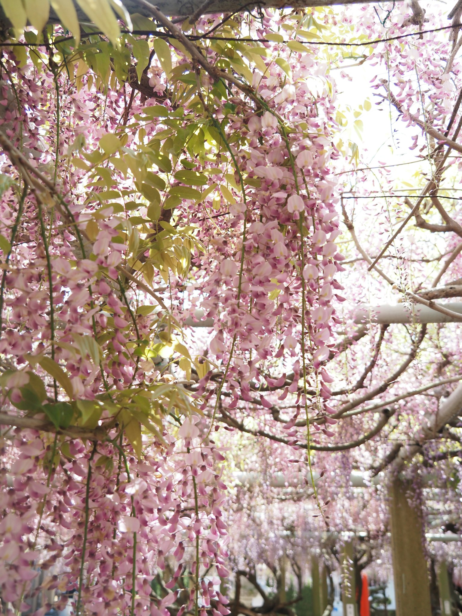 Bellissimi alberi di glicine con fiori rosa a cascata
