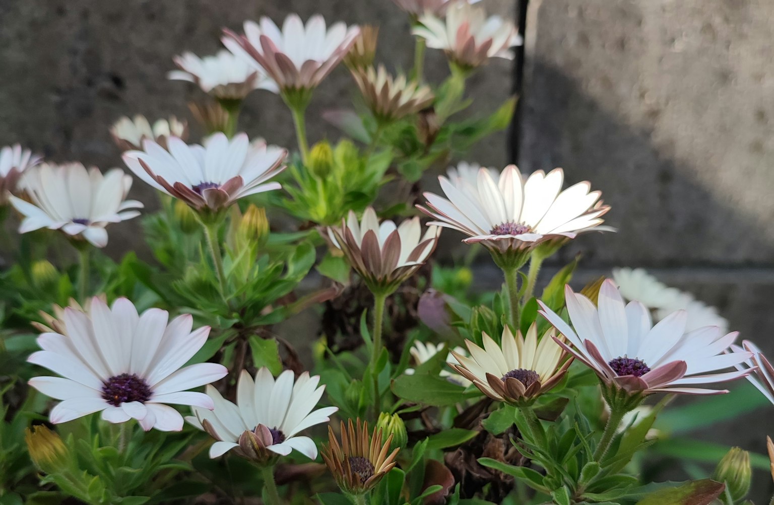 陽光明媚的環境中一簇白色花朵與綠色葉子