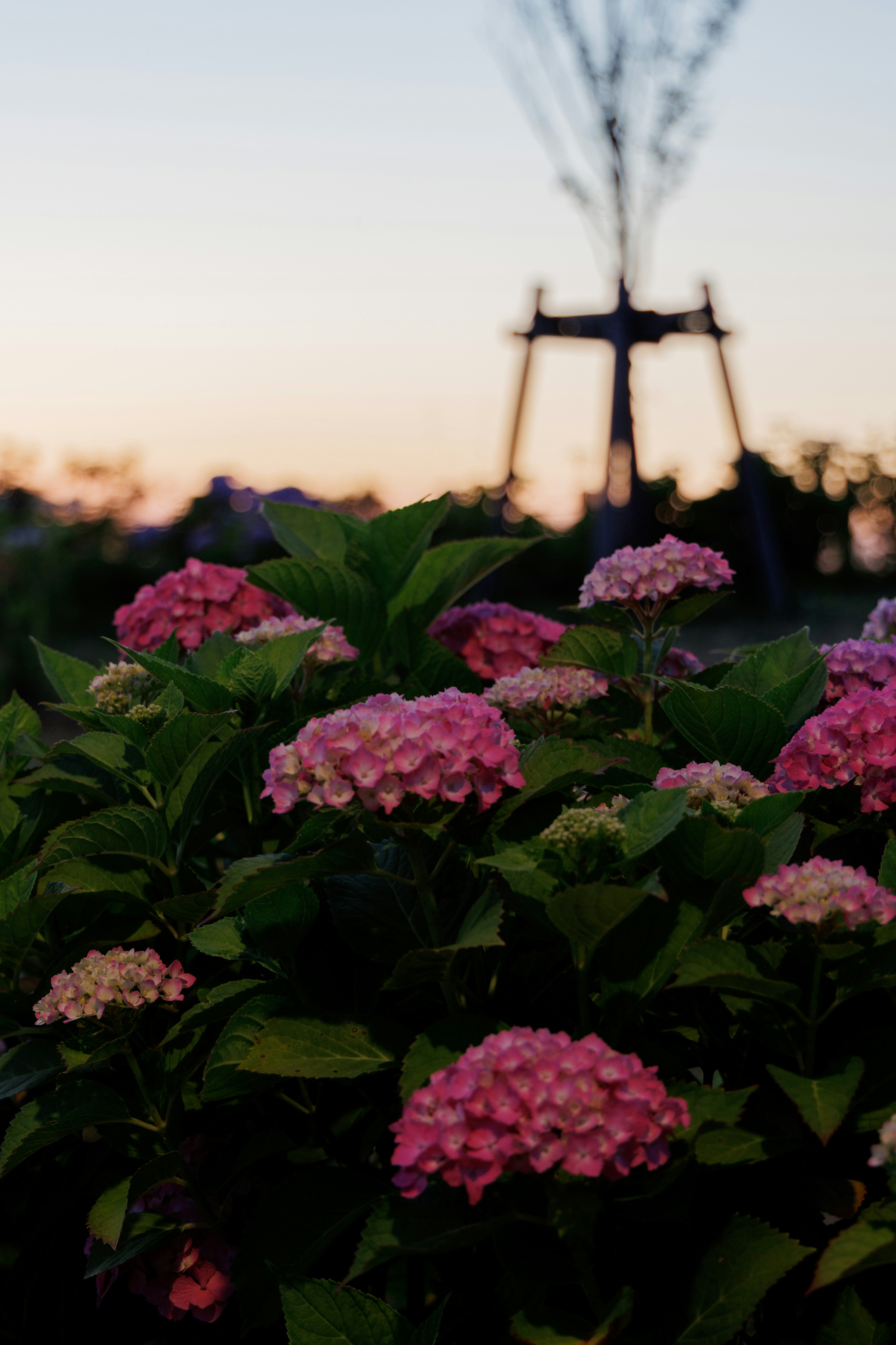 夕暮れのピンクのアジサイと庭の花