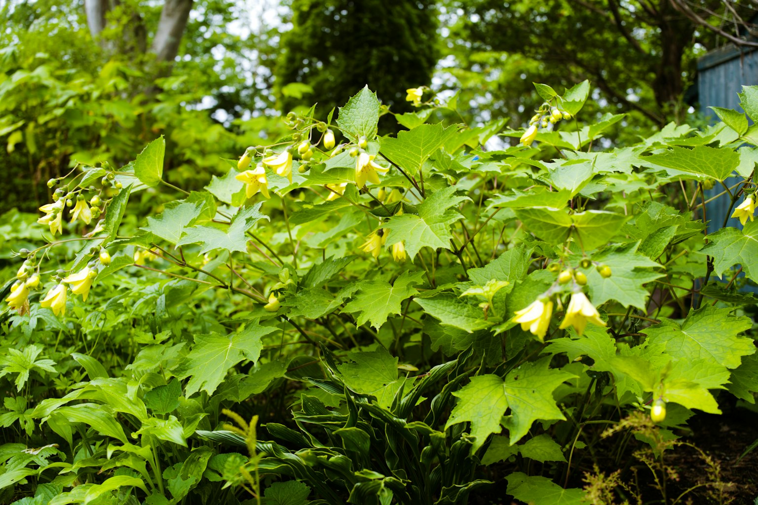 Close-up of a plant with green leaves and yellow flowers