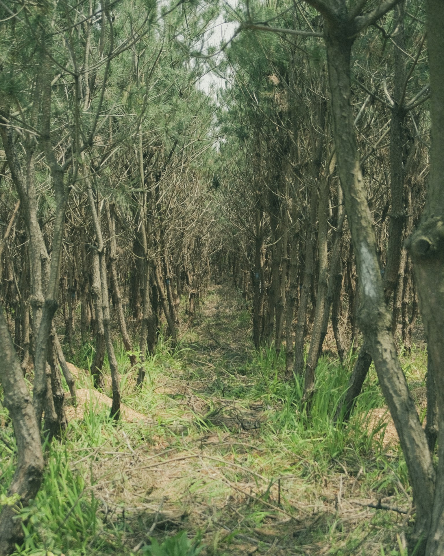Narrow path between tall trees with green grass