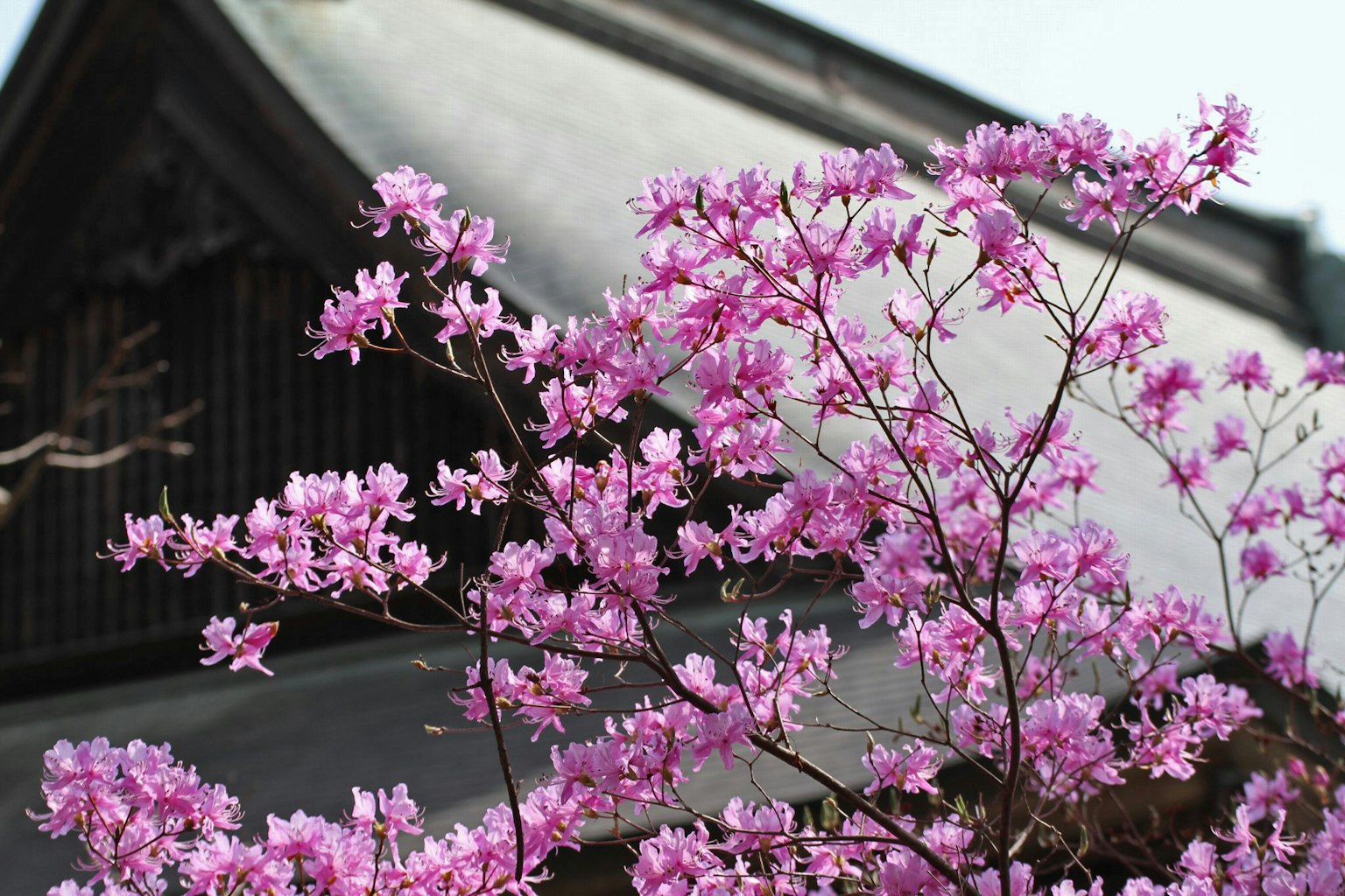 櫻花在傳統日本建築前盛開