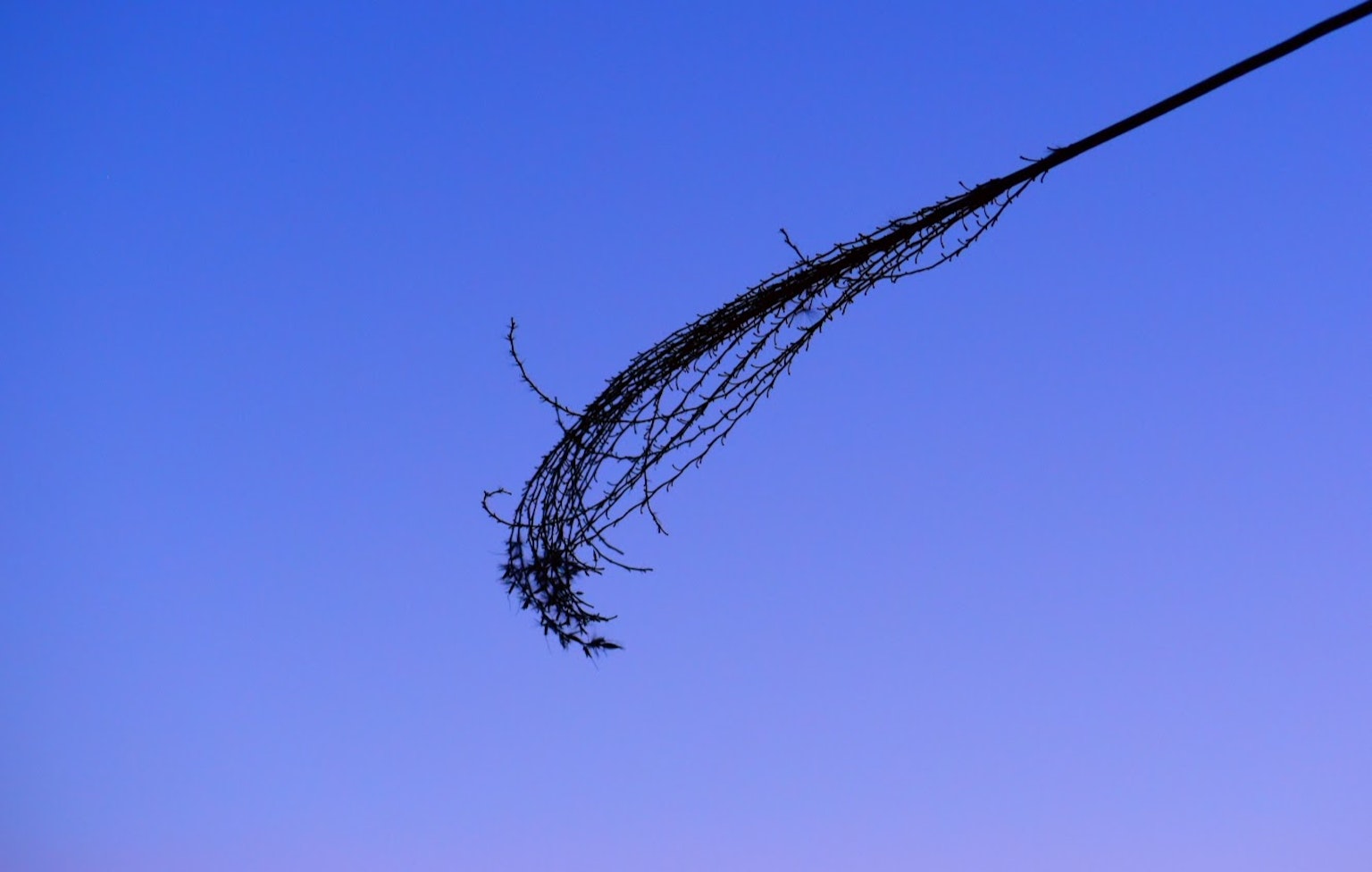 Ramo sottile con piccole foglie su sfondo di cielo blu