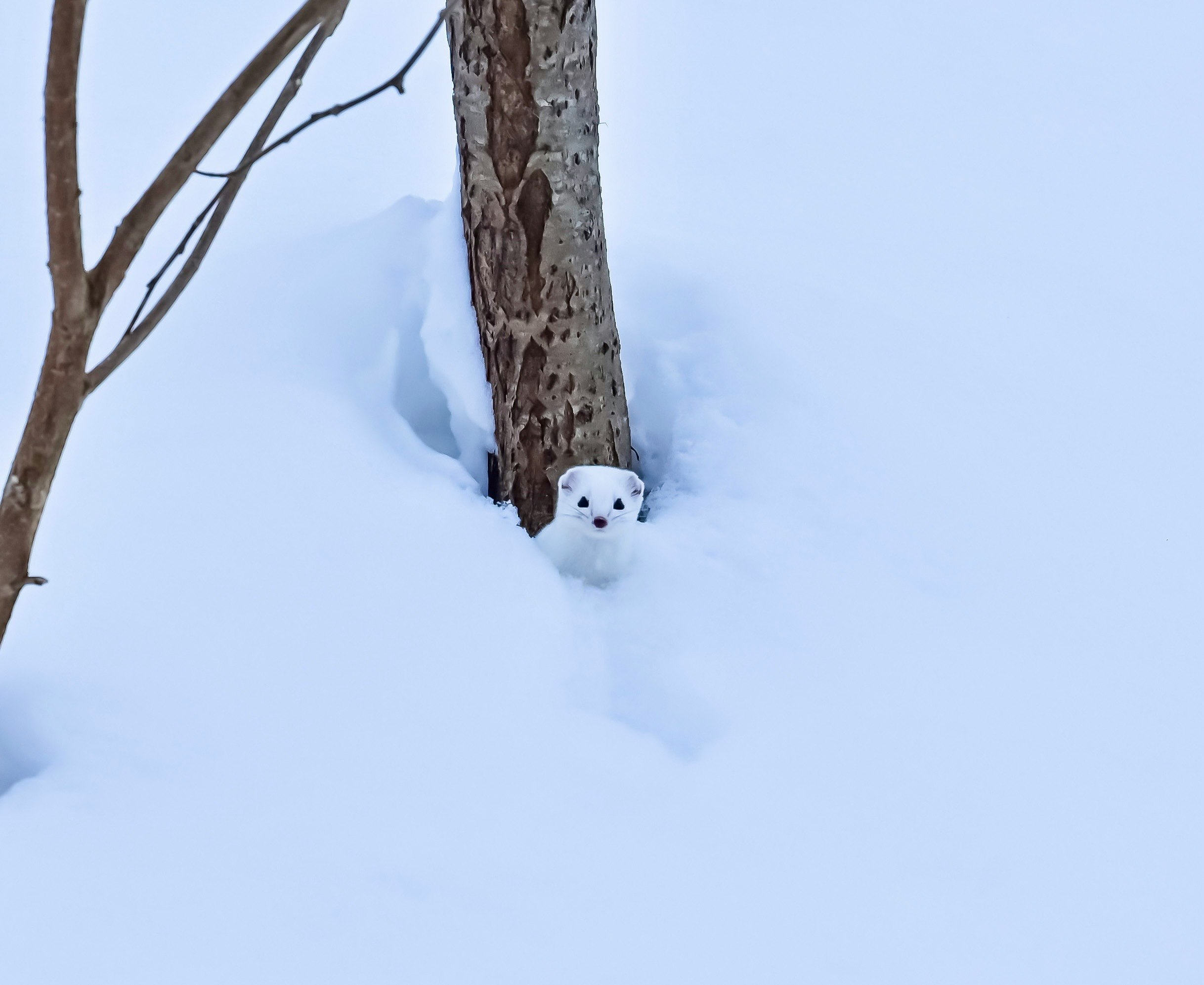 雪の森で木の根元にいるオコジョ