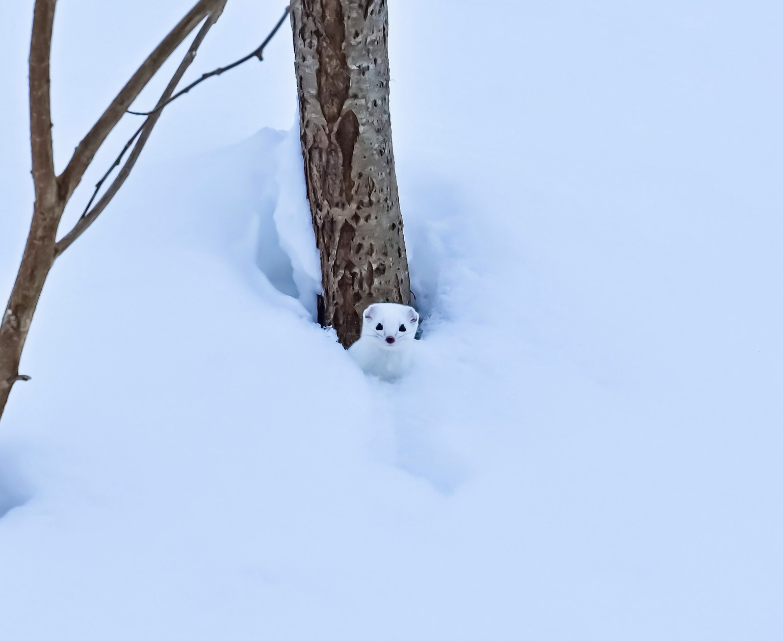 Un animale bianco parzialmente nascosto nella neve vicino a un tronco d'albero