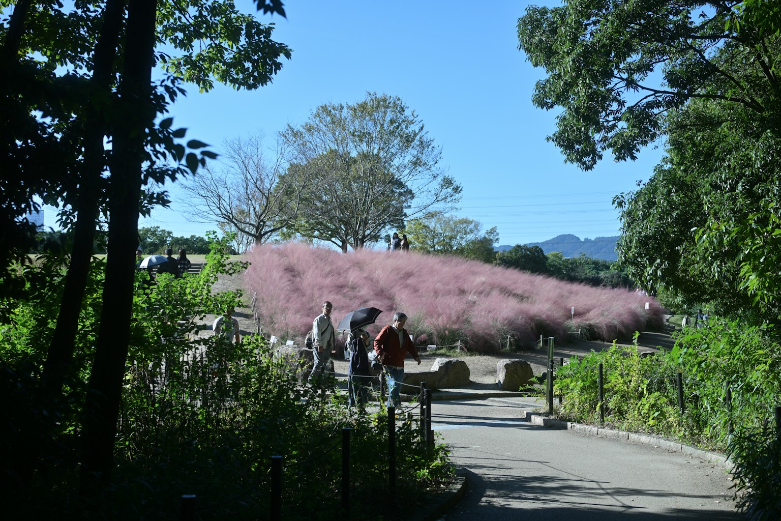 People walking along a path in a park with pink flowering plants