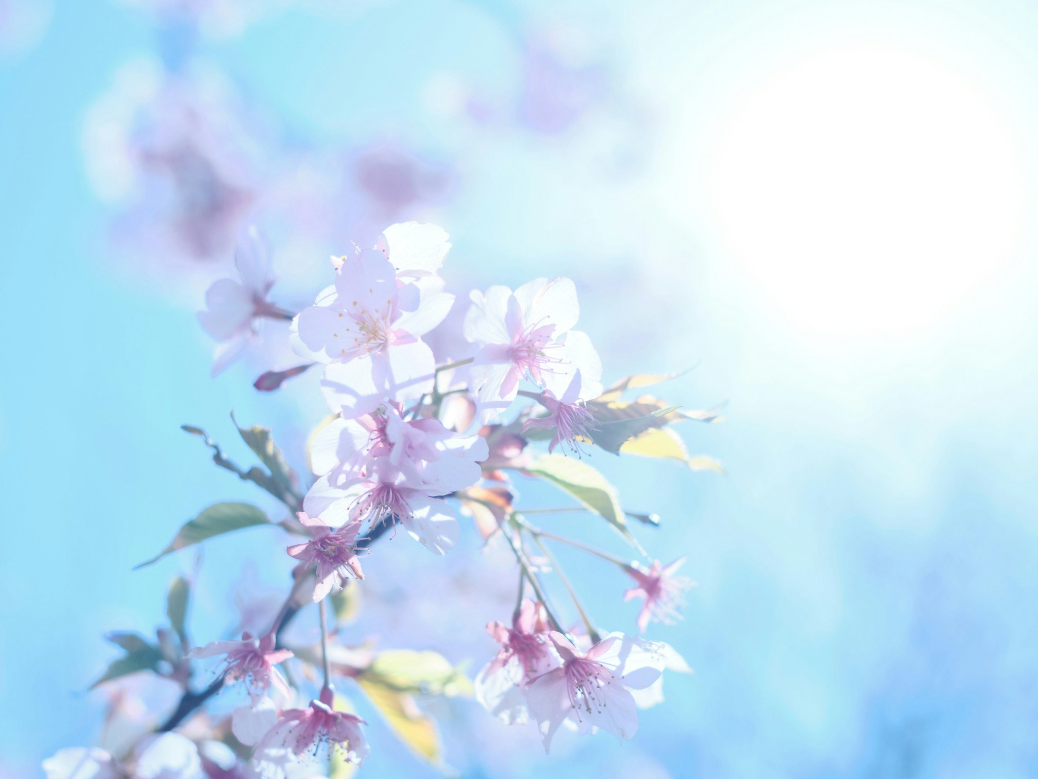Kawazu cherry blossoms on a branch against a pale blue sky
