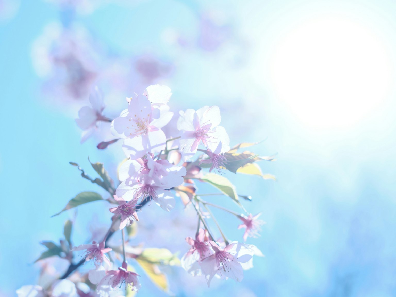 Delicate cherry blossoms blooming under a blue sky