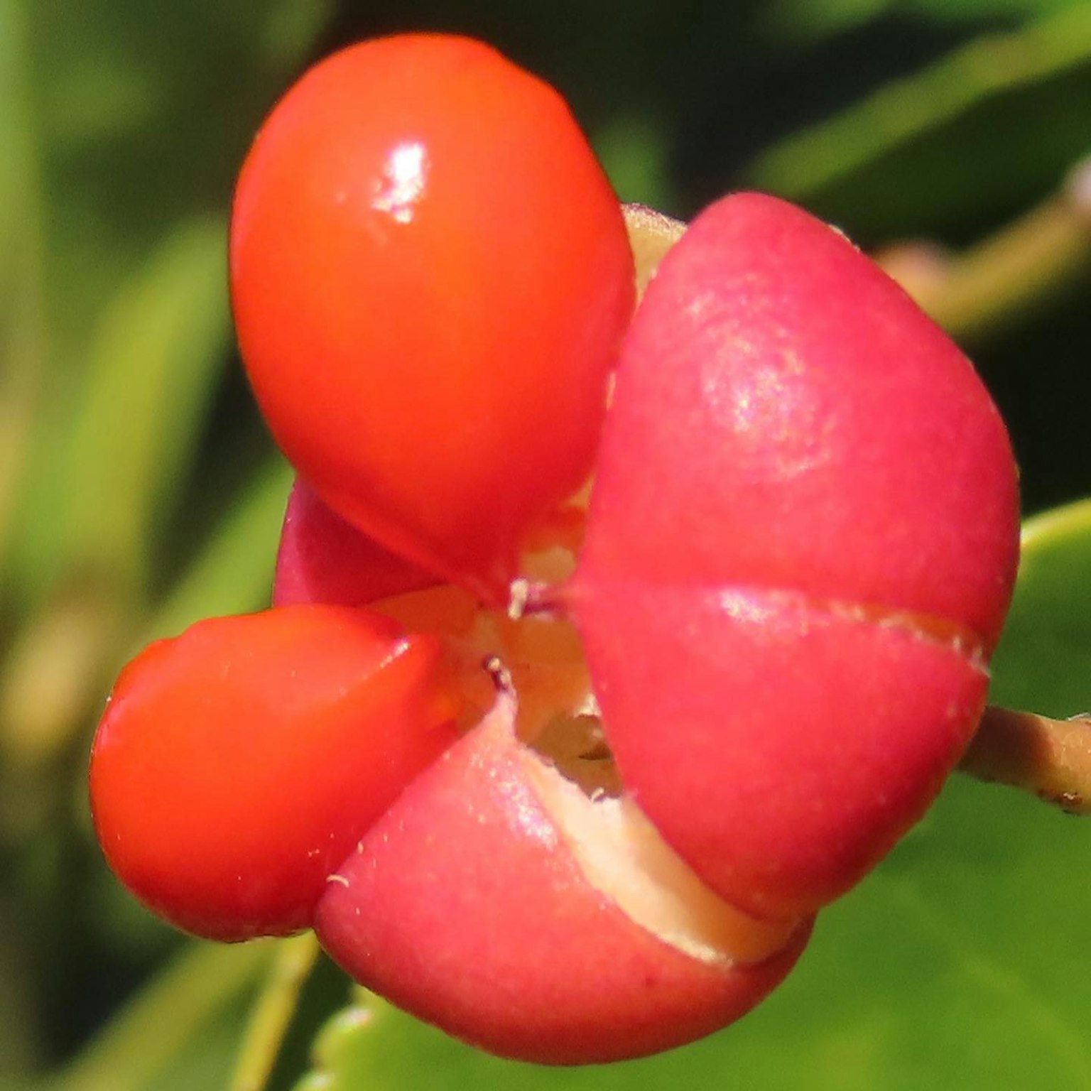 Close-up tanaman dengan buah merah yang mencolok