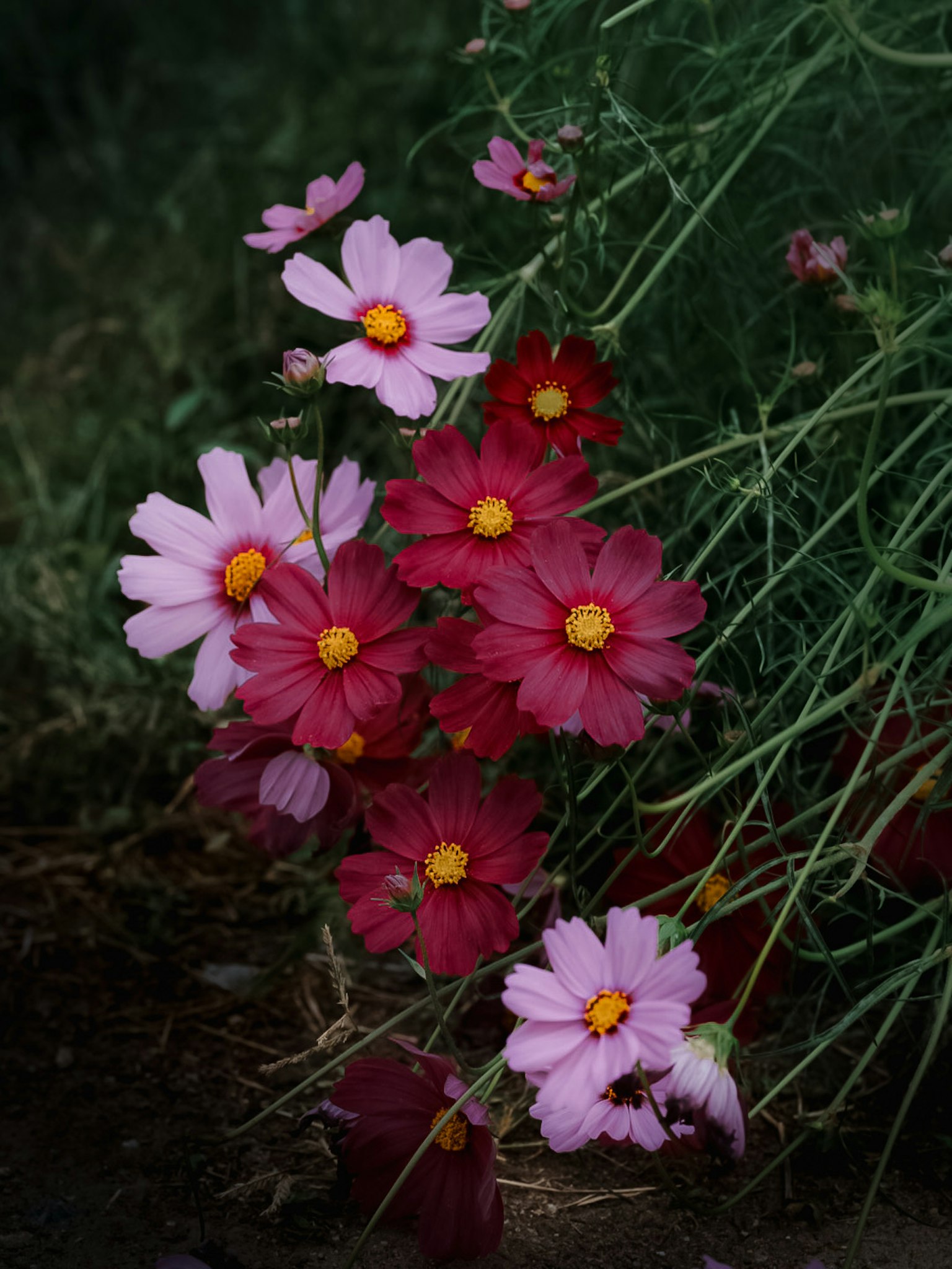 Un groupe de fleurs cosmos colorées en rose et rouge avec des centres jaunes